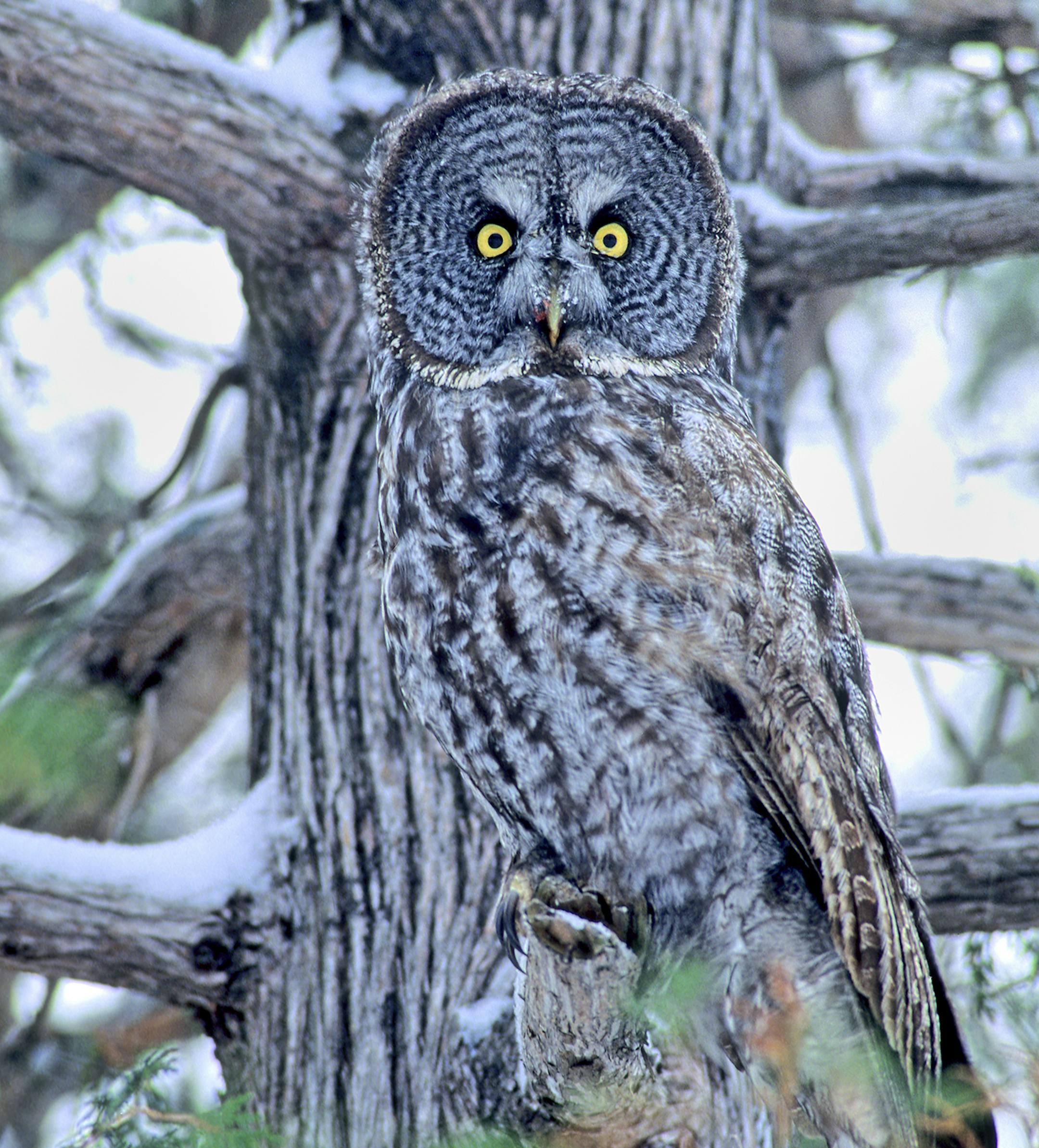 DO NOT USE! ONE-TIME USE WITH BILL MARCHEL COPY ONLY. Photo by Bill Marchel. A great gray owl hides in broad daylight next to a tree trunk.