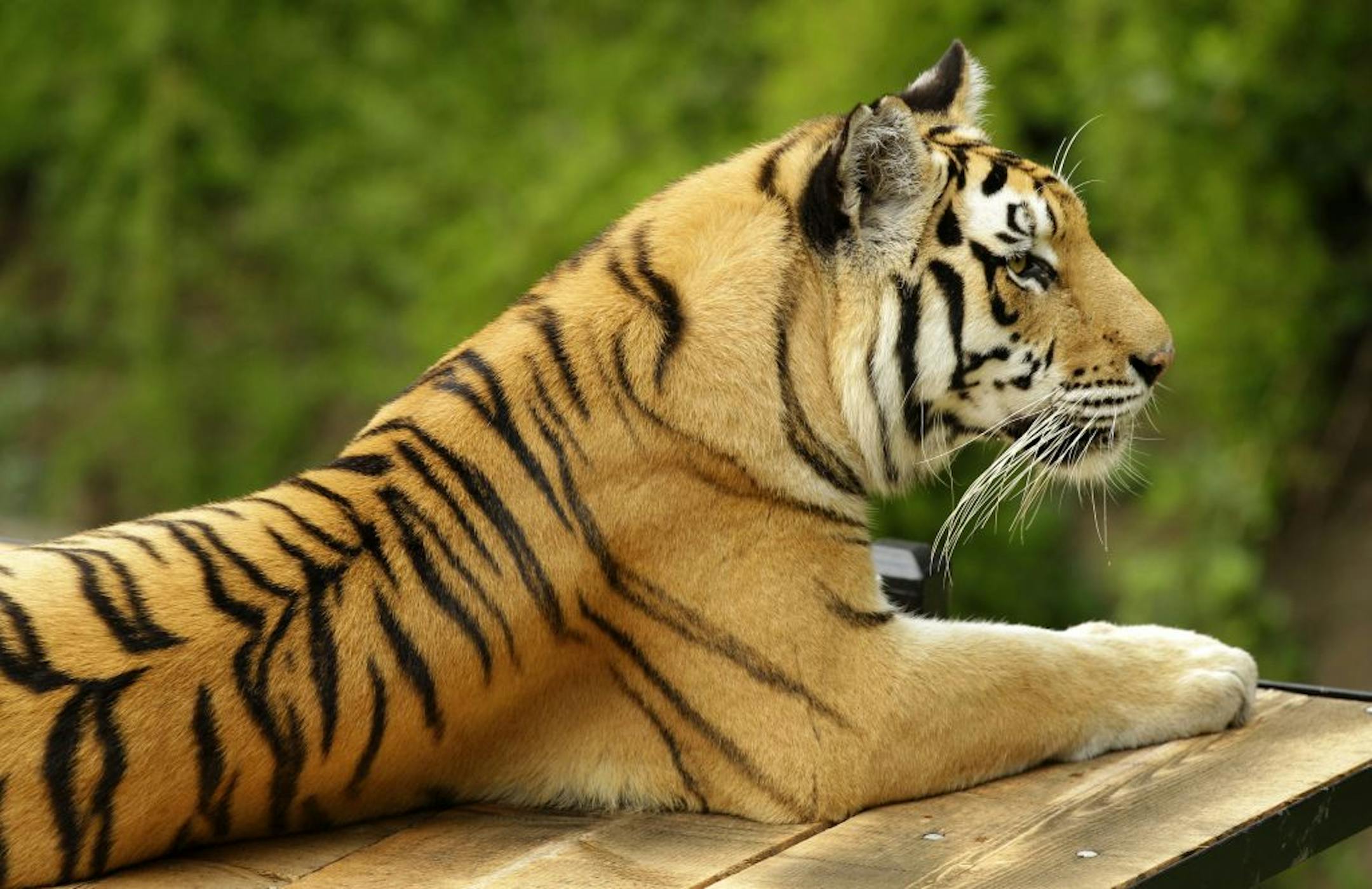 "Siberian Tiger Quest" kicks off the new season of "Nature."