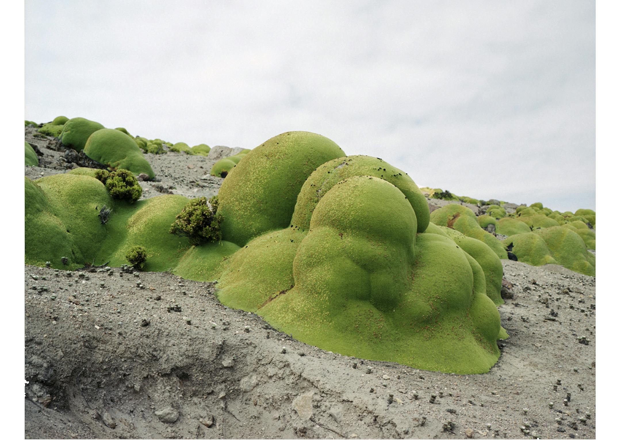 "La Llareta" (Atacama Desert, Chile) photograph by Rahcel Sussman.
NewStudio Gallery