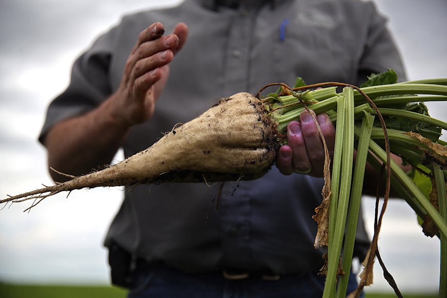Todd Geselius, vice president of agriculture at the Southern Minnesota Beet Sugar Co-op, shows what a sugar beet looks like when it is harvested in the field on Sept. 9, 2015 in Renville, Minn. (Jim Gehrz/Minneapolis Star Tribune/TNS) ORG XMIT: 1175088 ORG XMIT: MIN1510142301350530