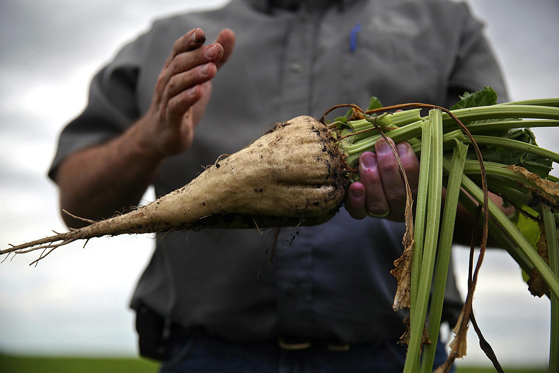 Todd Geselius, vice president of agriculture at the Southern Minnesota Beet Sugar Co-op, shows what a sugar beet looks like when it is harvested in the field on Sept. 9, 2015 in Renville, Minn. (Jim Gehrz/Minneapolis Star Tribune/TNS) ORG XMIT: 1175088 ORG XMIT: MIN1510142301350530