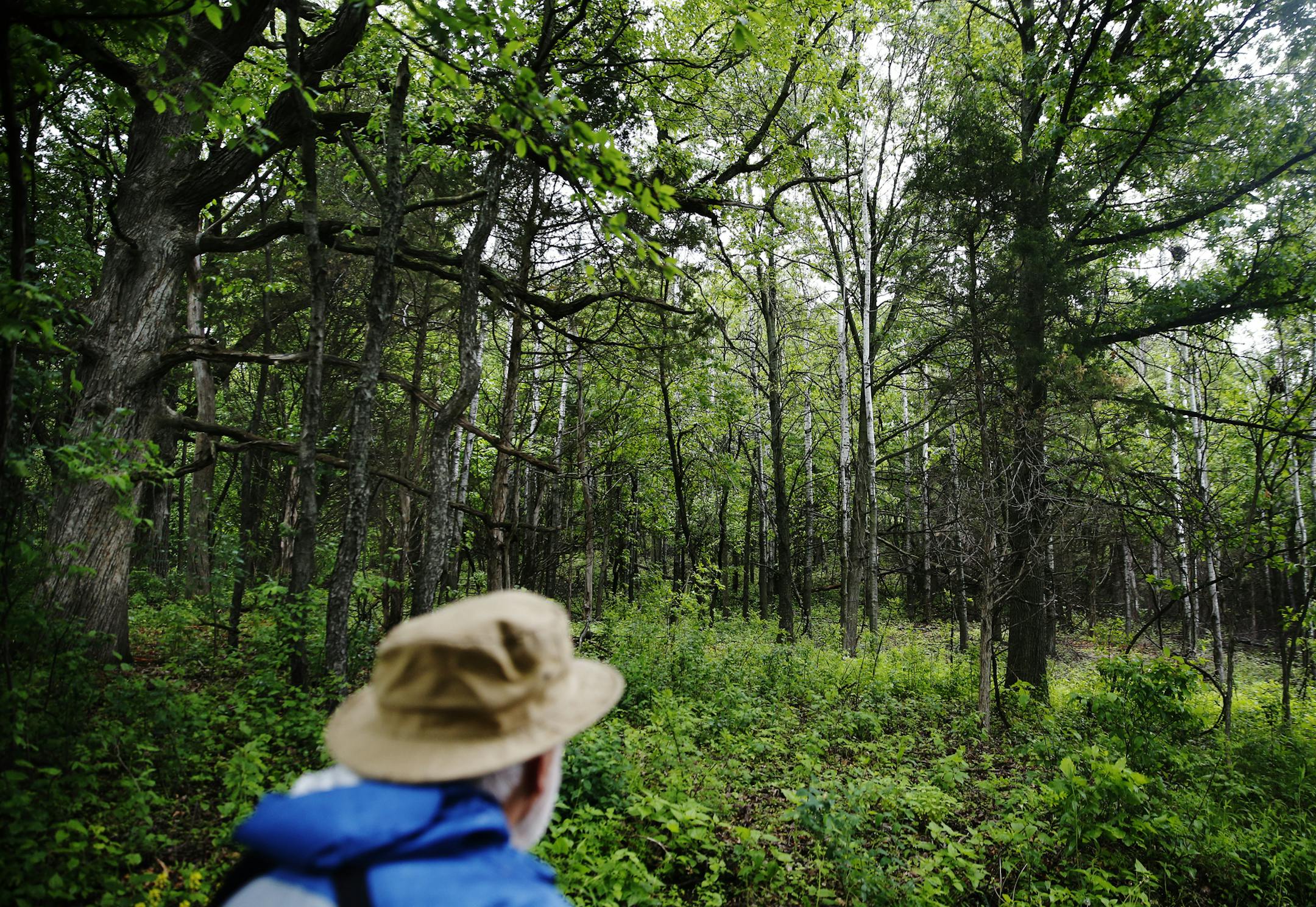 Tom Bell, a retired Park High School biology teacher, regularly hikes through Cottage Grove Ravine Regional Park. Washington County is now removing much of that bad stuff, and Bell has taken notice of the more open space .] Richard Tsong-Taatarii/rtsong-taatarii@startribune.com