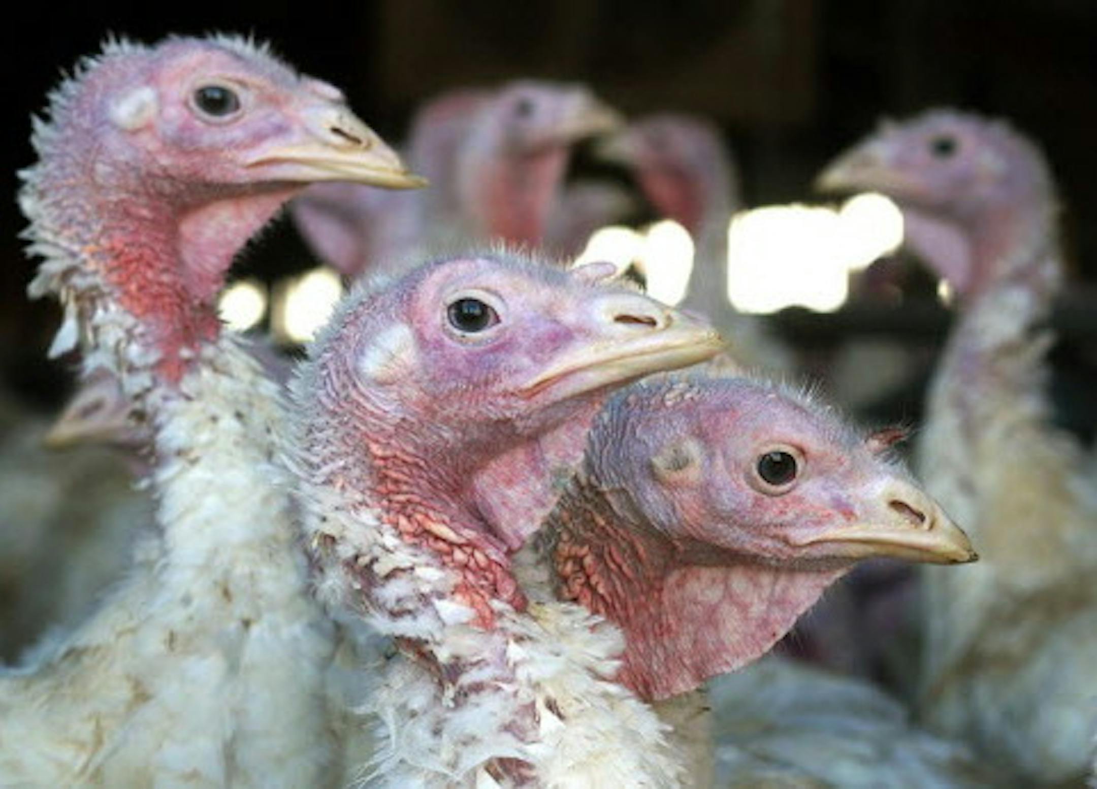 FILE - In this Nov. 2, 2005 file photo, turkeys are pictured at a turkey farm near Sauk Centre, Minn. A bird flu strain thatís deadly to poultry has shown up in a commercial turkey flock in South Dakota and a fourth turkey farm in Minnesota, state and federal agencies confirmed Thursday, April 2, 2015, bringing the total number of outbreaks in the Midwest to 9 and leading to the death of 314,000 birds since early March. (AP Photo/Janet Hostetter,File)