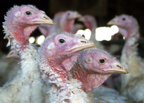 FILE - In this Nov. 2, 2005 file photo, turkeys are pictured at a turkey farm near Sauk Centre, Minn. A bird flu strain that&#xed;s deadly to poultry 