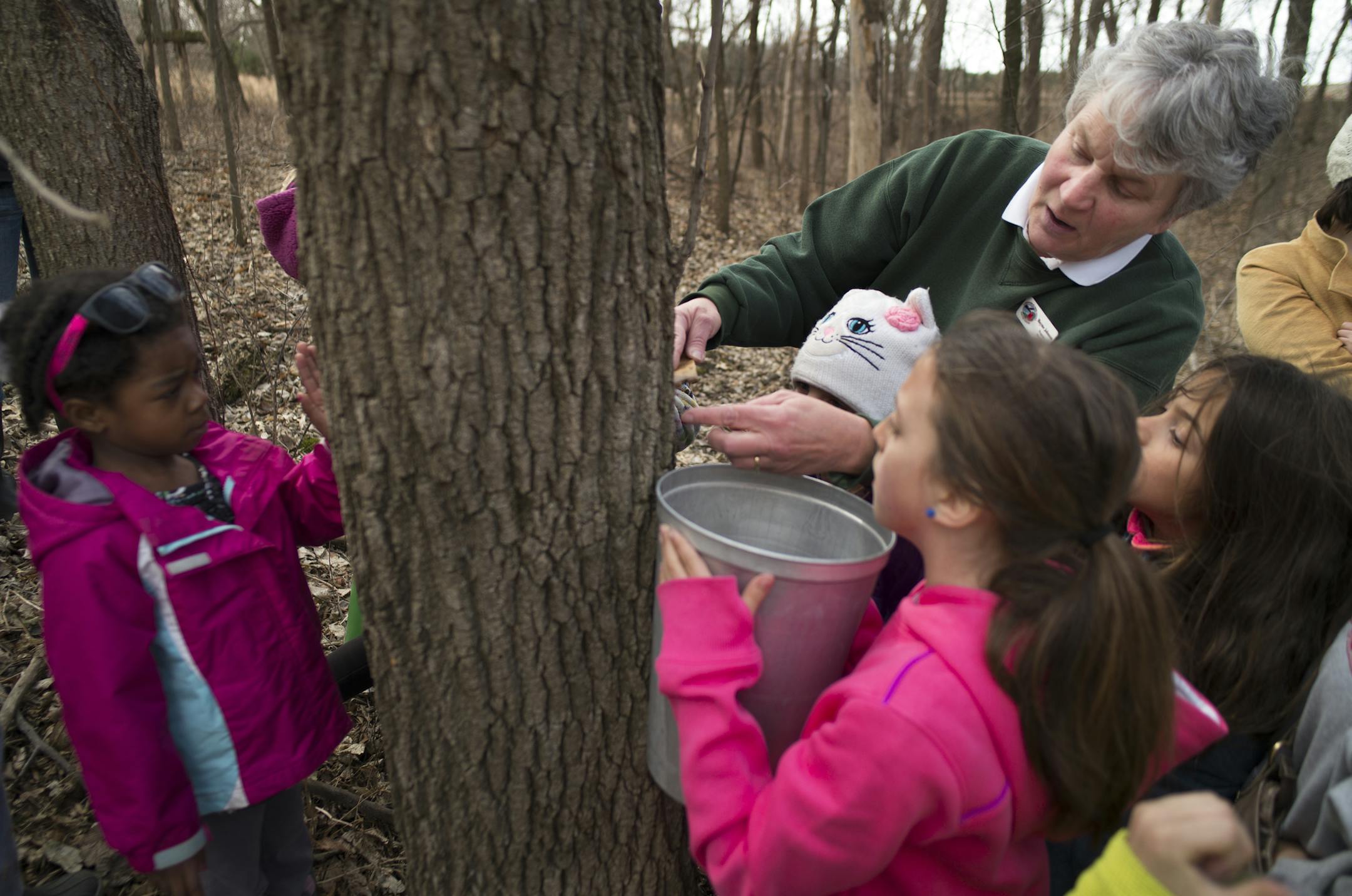 At the Carpenter Nature Center in Hastings where they were tapping box elders for syrup, program director Mayme Johnson showed how to tap a tree for sap. A tree has to be at least 12 inches to have a tap.]Richard Tsong-Taatarii/rtsong-taatarii@startribune.com