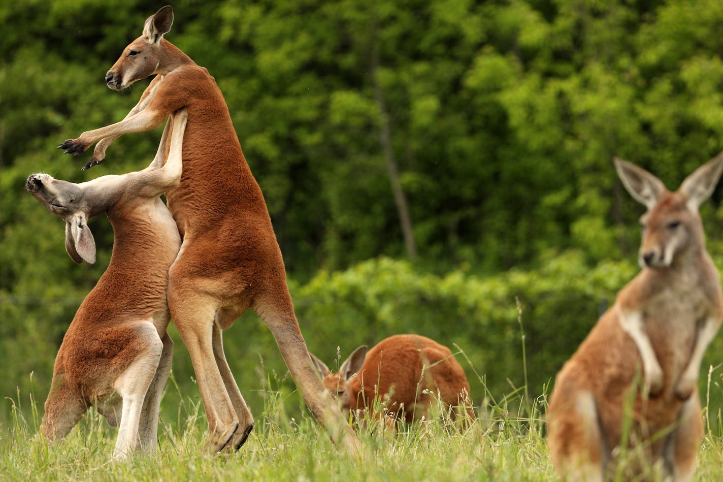 A pair of red kangaroos box with each other Friday at the Minnesota Zoo's newest exhibit "Kangaroo Crossing." ] ANTHONY SOUFFLE &#xef; anthony.souffle@startribune.com The Minnesota Zoo held a media preview prior to the opening of its much-anticipated summer exhibit, "Kangaroo Crossing," which allows guests to walk through an Australian-themed display with no barriers between them and Kangaroos, Wallabies and more, Friday, May 26, 2017 in Apple Valley, Minn.