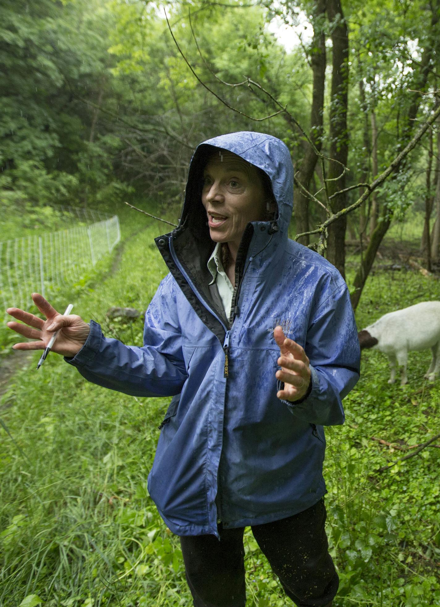 This summer Minnetonka is the latest city to test using goats to get rid of invasive species like buckthorn and garlic mustard, stationing 22 goats at its largest park, Purgatory. The goats will be there until mid-June before being moved to another park to continue with the experiment. It's part of a growing trend of using animals to literally eat away at the spreading invasive species. Here, Janet Van Sloun, Restoration Specialist for the city of Minnetonka, ] Minnetonka, MN - 06/03/2016