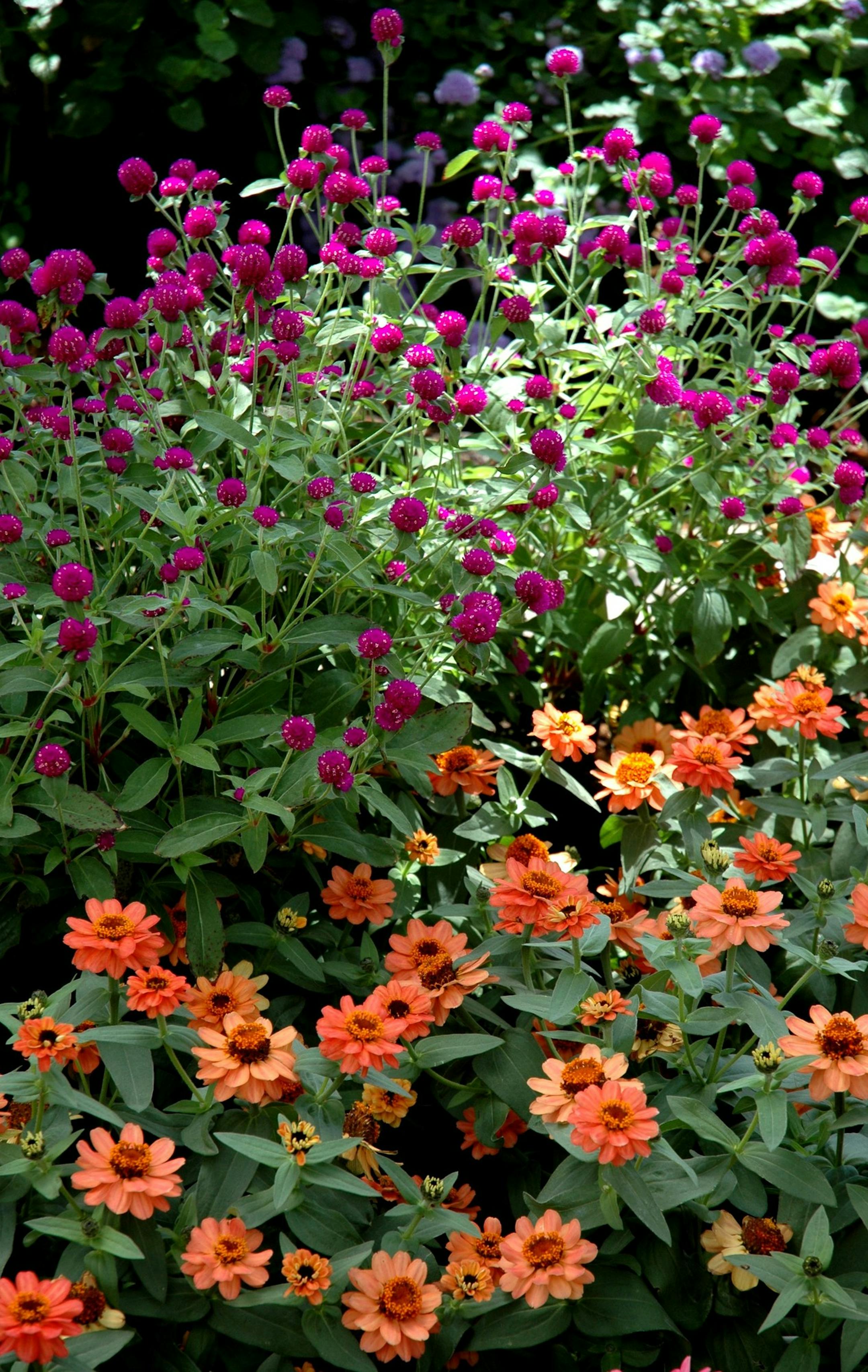 Profusion Deep Apricot Zinnia and All Around Gomphrena. (Norm Winter/MCT)
