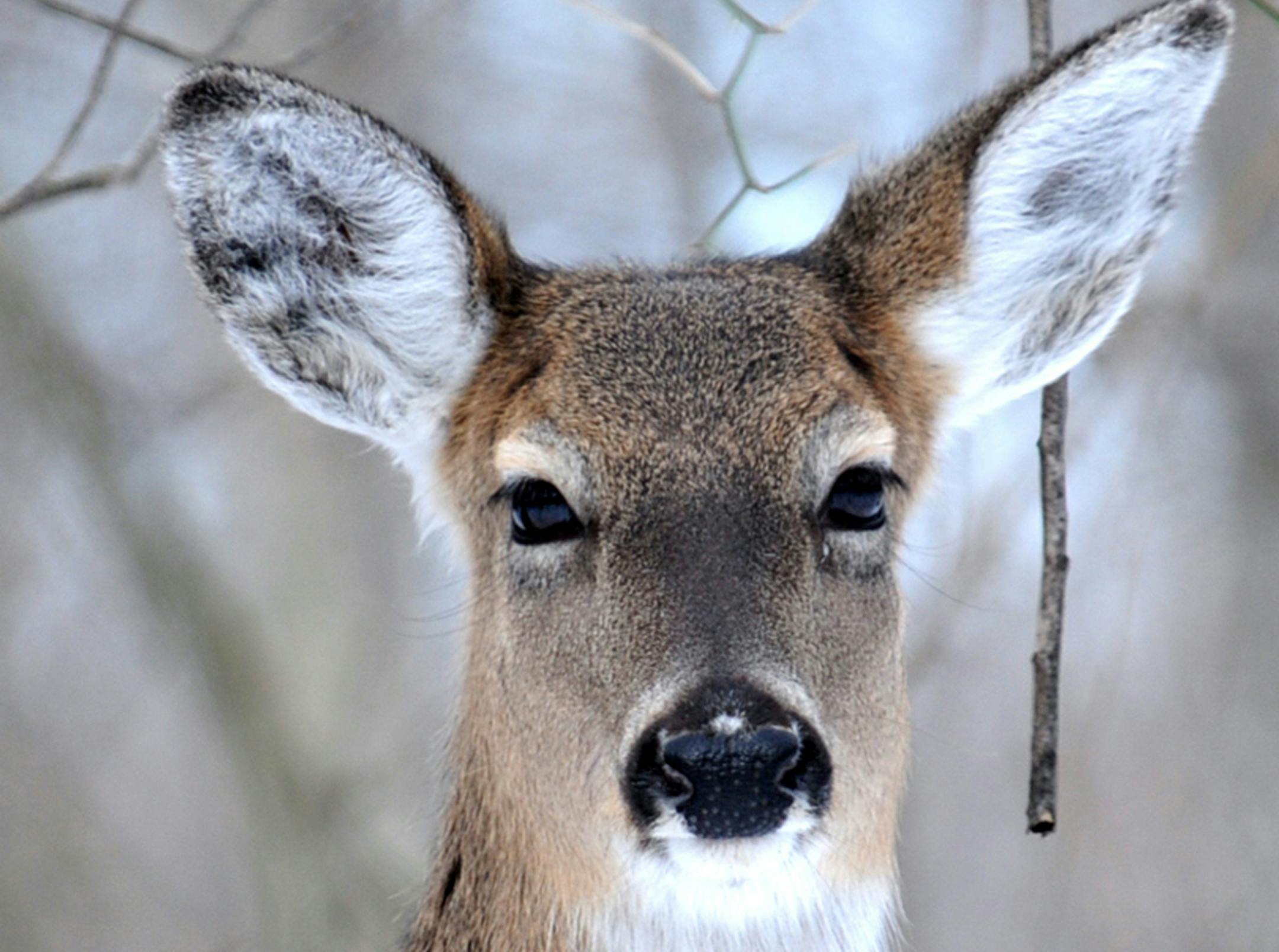 Minnesota's firearms deer season opened last weekend to low numbers.