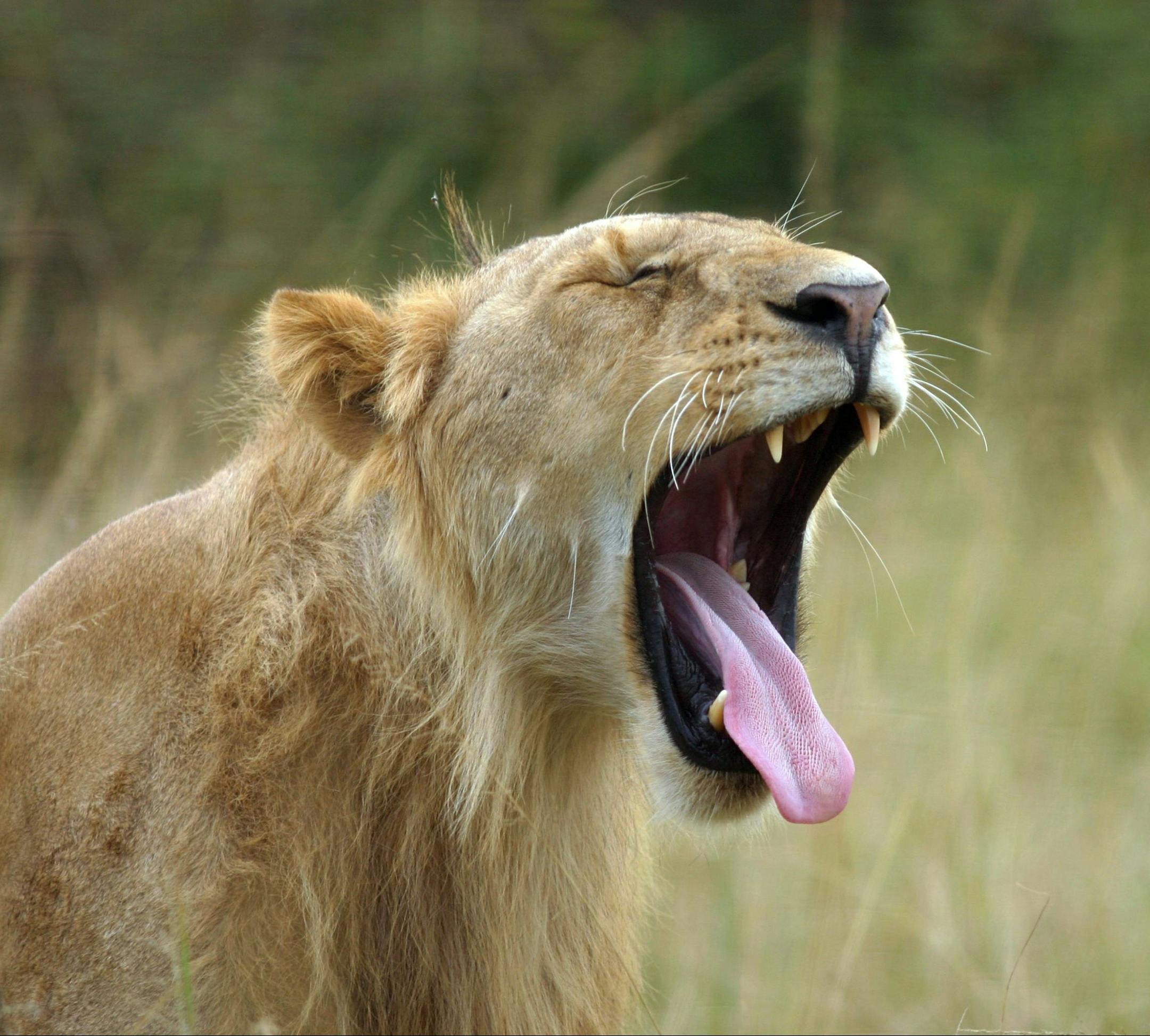 Safari business in east and south Africa has dried up thanks to scares over Ebola in west Africa, making now the time to book a safari. To see the greatest wildlife show on Earth, head for the Masai Mara in Kenya in August, when the wildebeest migration happens as 1.5 million animals sweep out of Tanzania's Serengeti to the Masai Mara. (Ellen Creager/Detroit Free Press/TNS) ORG XMIT: 1160884