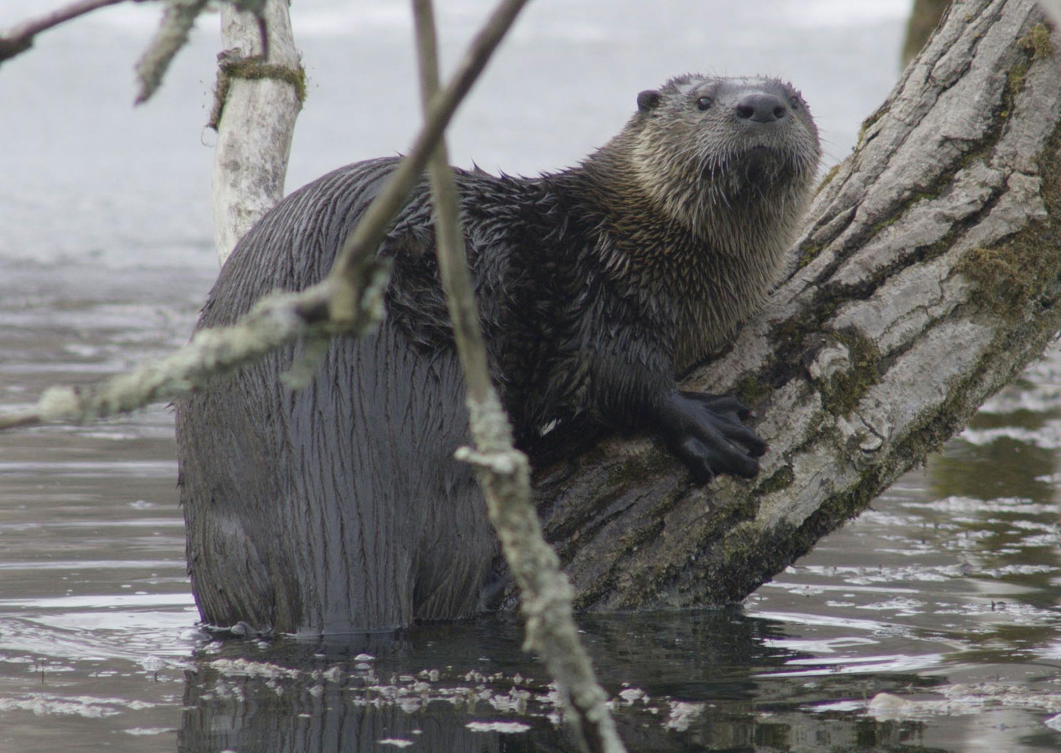 A scene from "America's Mississippi: The Headwaters" on Smithsonian Channel.
credit: Red Rock Films