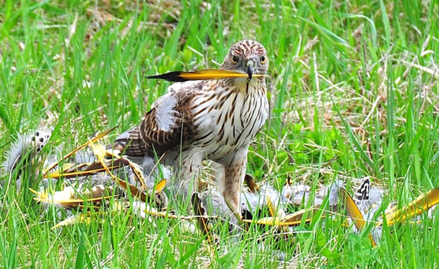 A Cooper's hawk on grass with a flicker feather in its beak and flicker feathers strewn about the grass around it.