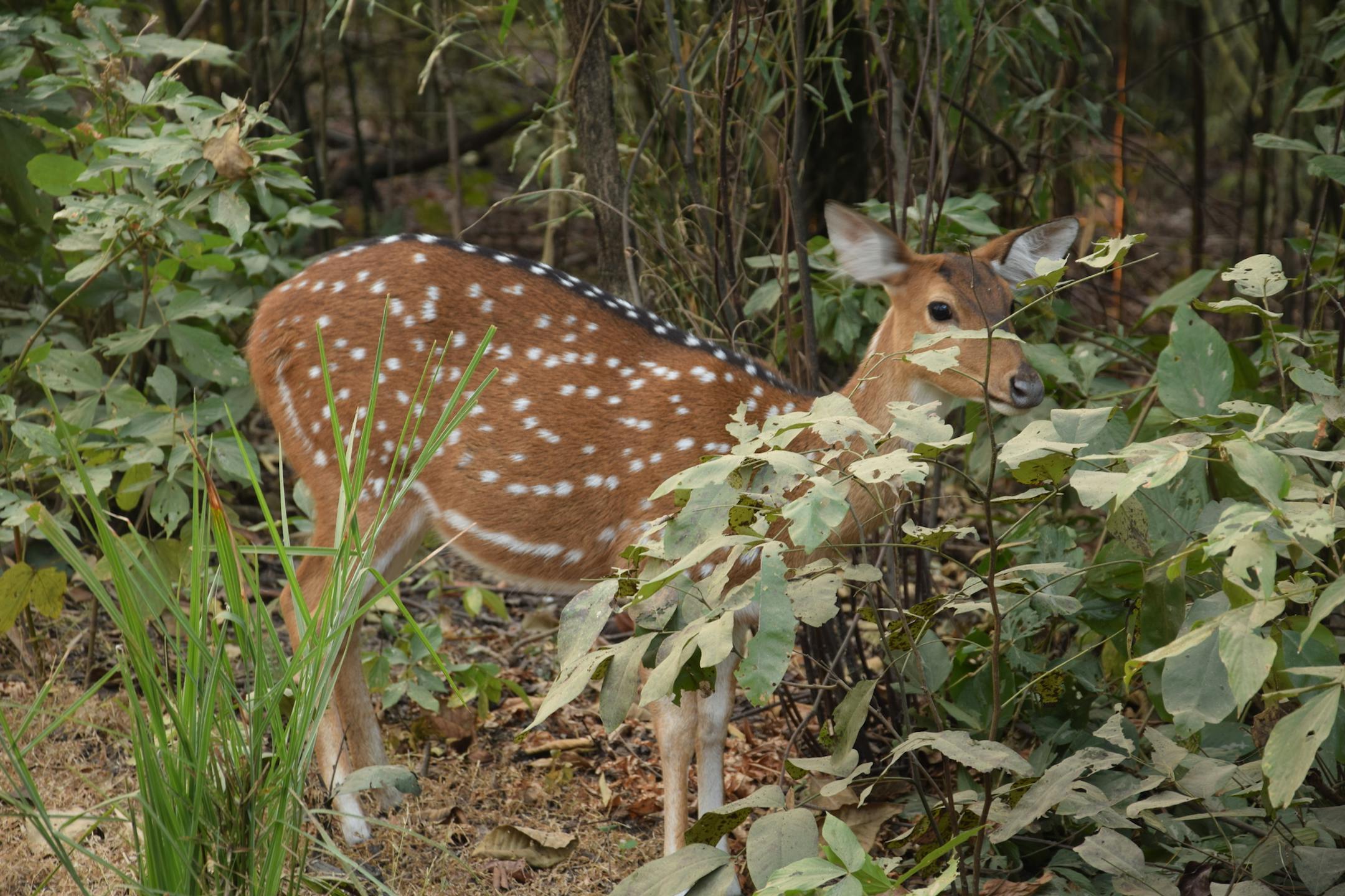 Spotted deer are top tiger prey and some of the most common animals in Madhya Pradesh. (Mark Johanson/Chicago Tribune/TNS)