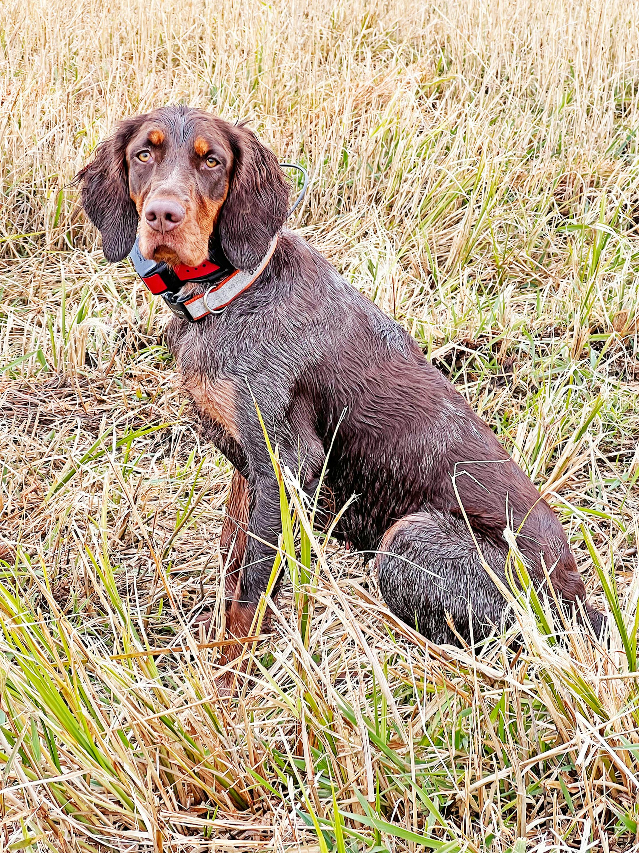 Madie, a Picardy spaniel owned by Kenny and Beth Reed, takes a break while hunting pheasants Saturday morning in Pine County, where the Reeds have done extensive habitat work 80 wildlife-friendly acres.