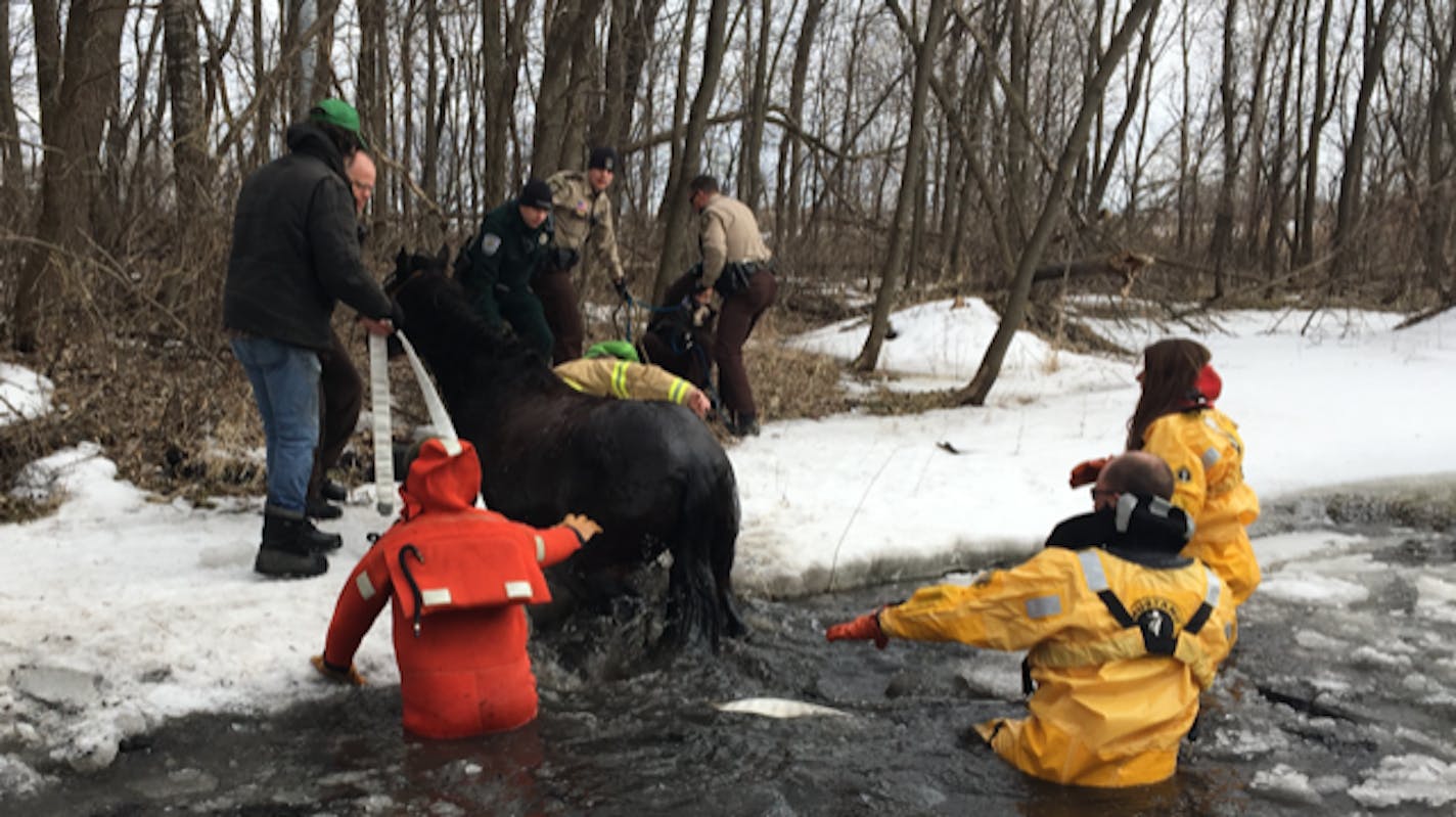 A Fresian horse named Likira was rescued Sunday.