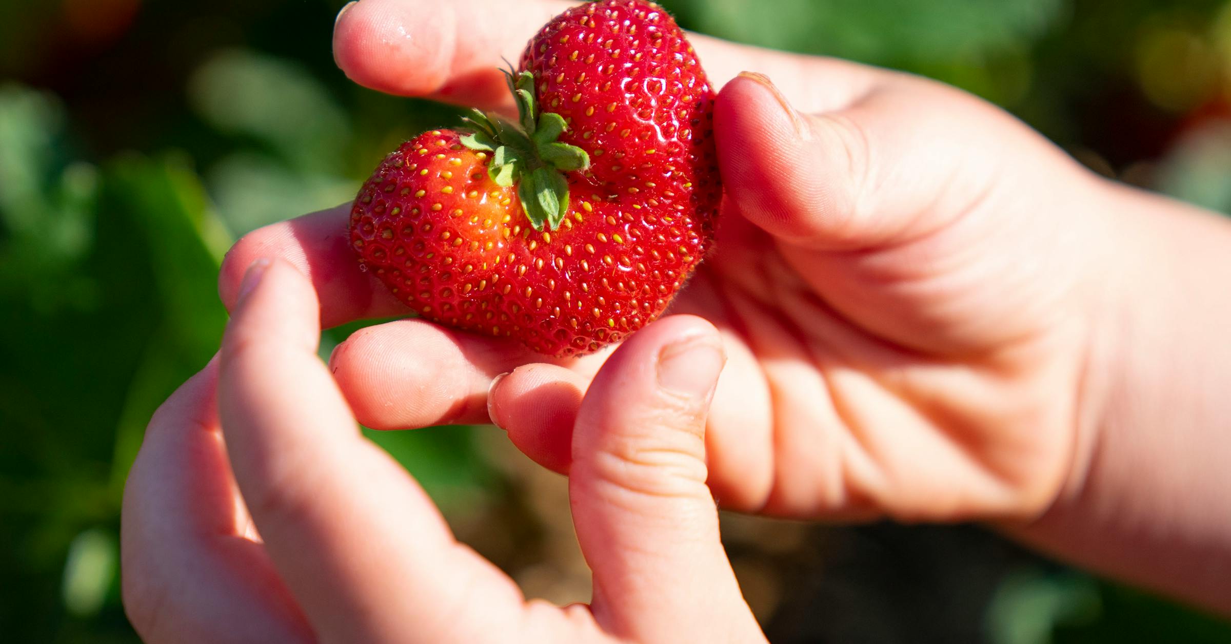 It’s finally berry season; here’s where to pick you own