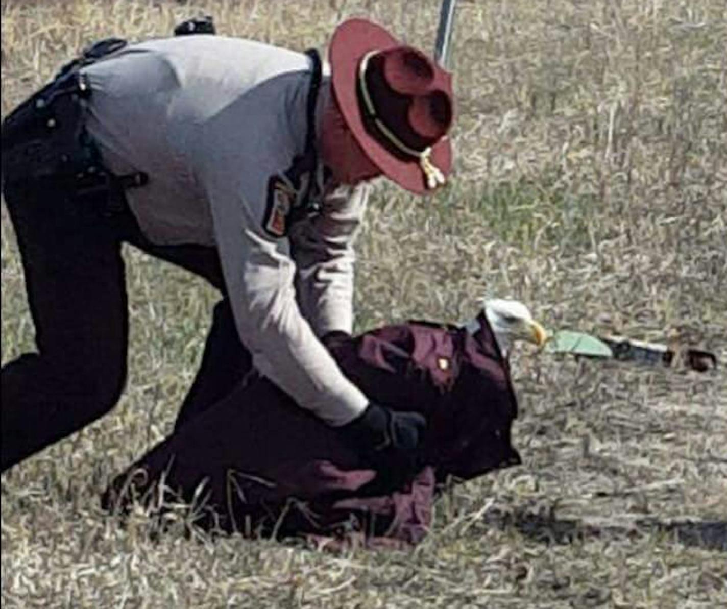 Trooper Paul Kingery used a coat while picking up a wounded eagle Sunday along I-494 in Eagan.