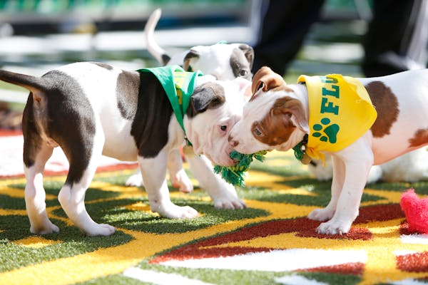 Adoptable pit mixes from the East Bay SPCA compete at Animal Planet's Puppy Bowl Cafe at Gott's Roadside on Thursday, Feb. 4, 2016 at the Ferry Buildi