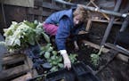 Sara Jane Van Allen tends to the plants inside a Walipini, an underground greenhouse, in Minneapolis on Wednesday, January 20, 2016.
