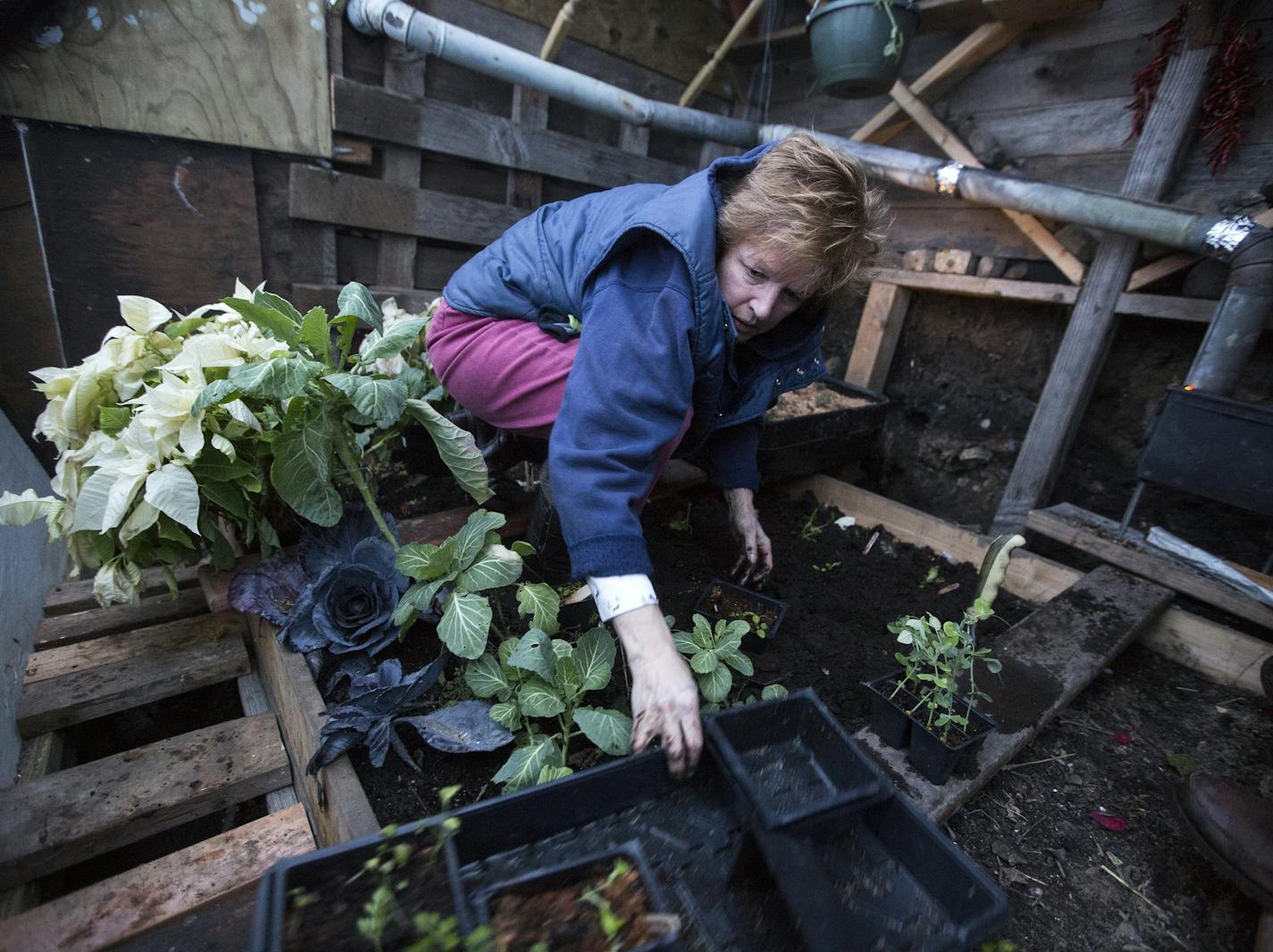 Sara Jane Van Allen tends to the plants inside a Walipini, an underground greenhouse, in Minneapolis on Wednesday, January 20, 2016.