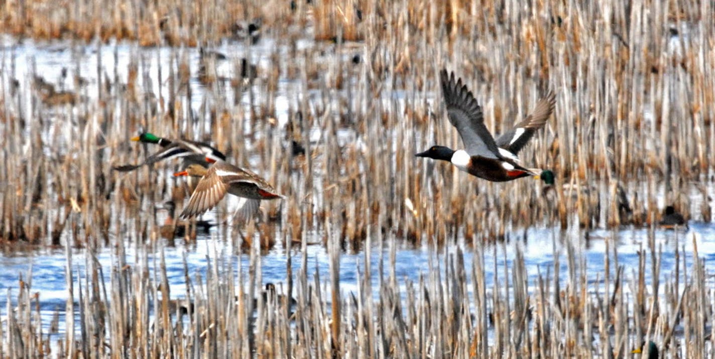 Restoring drained wetlands and plowed grasslands has been a priority for the Outdoor Heritage Fund, created by passage in 2008 of the Legacy Amendment and overseen by the Lessard-Sams Outdoor Heritage Council. About 90 percent of the state's farmland wetlands have been lost, and wildlife dependent on that habitat, including ducks, have suffered. This photo of spring migrating ducks was taken last week in western Minnesota. ORG XMIT: MIN1304251902050651 ORG XMIT: MIN1308021515255933