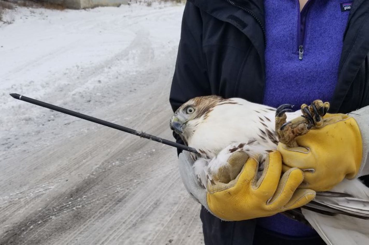 This red-tail hawk did not survive being shot by an arrow in the Twin Cities.