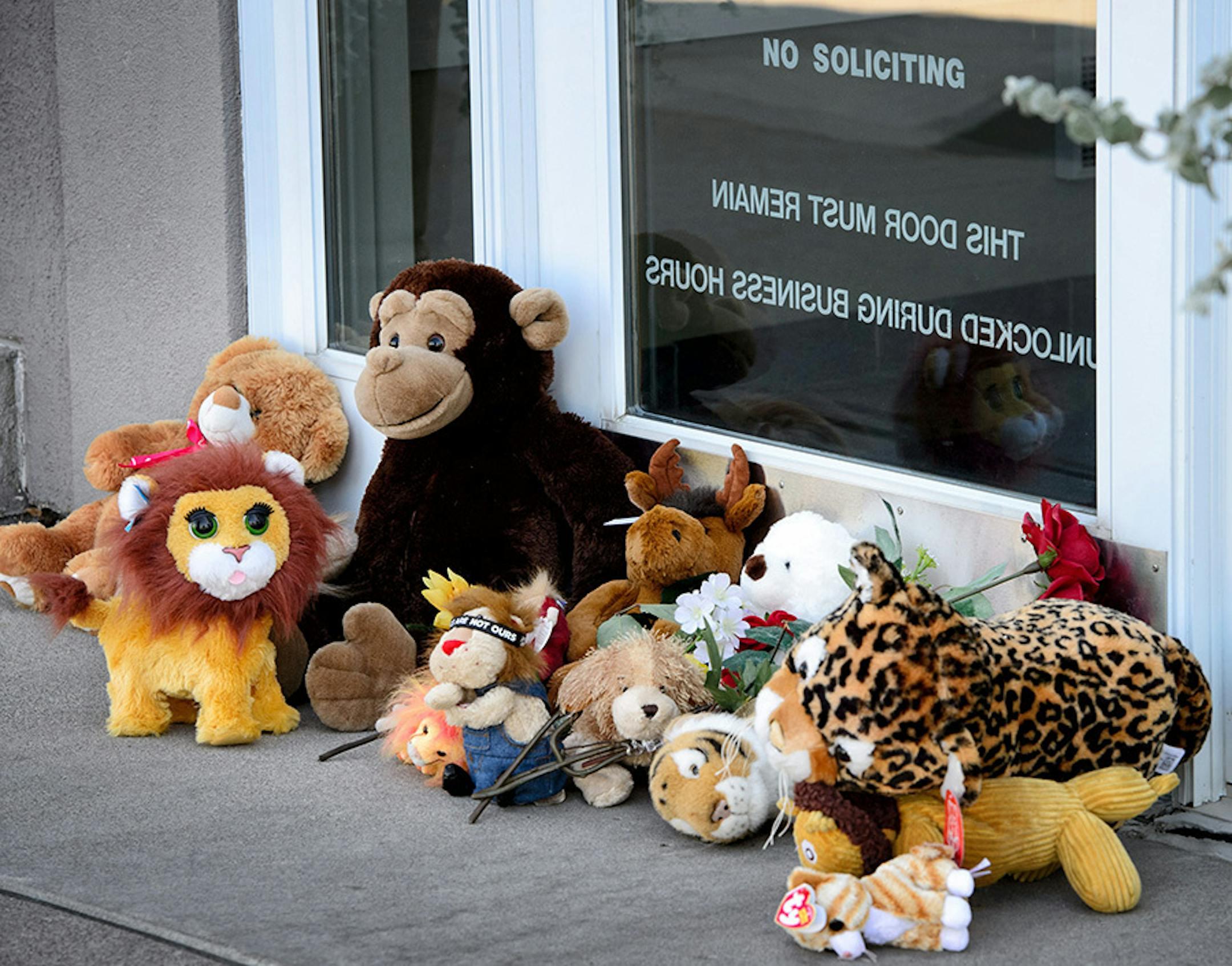 Stuffed animals placed in front of River Bluff Dental in Bloomington, owned by Dr. Walter Palmer who is accused of killing Cecil a beloved lion in Zimbabwe. ] GLEN STUBBE * gstubbe@startribune.com Wednesday, July 29, 2015 Protest activity outside River Bluff Dental in Bloomington, owned by Dr. Walter Palmer who is accused of killing Cecil a beloved lion in Zimbabwe.