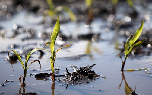 Corn in a flooded field near Dave Timmerman's farm in New Hall, Iowa on Saturday June 14, 2008. Here, in some of the best dirt in the world, the stunted stalks of Timmerman's newly planted corn are wilting in what sometimes look more like rice paddies than prairie, the sun glinting off of pools of collected water. Although time is running out, he has yet to plant all of his soybean crop because the waterlogged soil cannot support his footsteps, much less heavy machinery.
