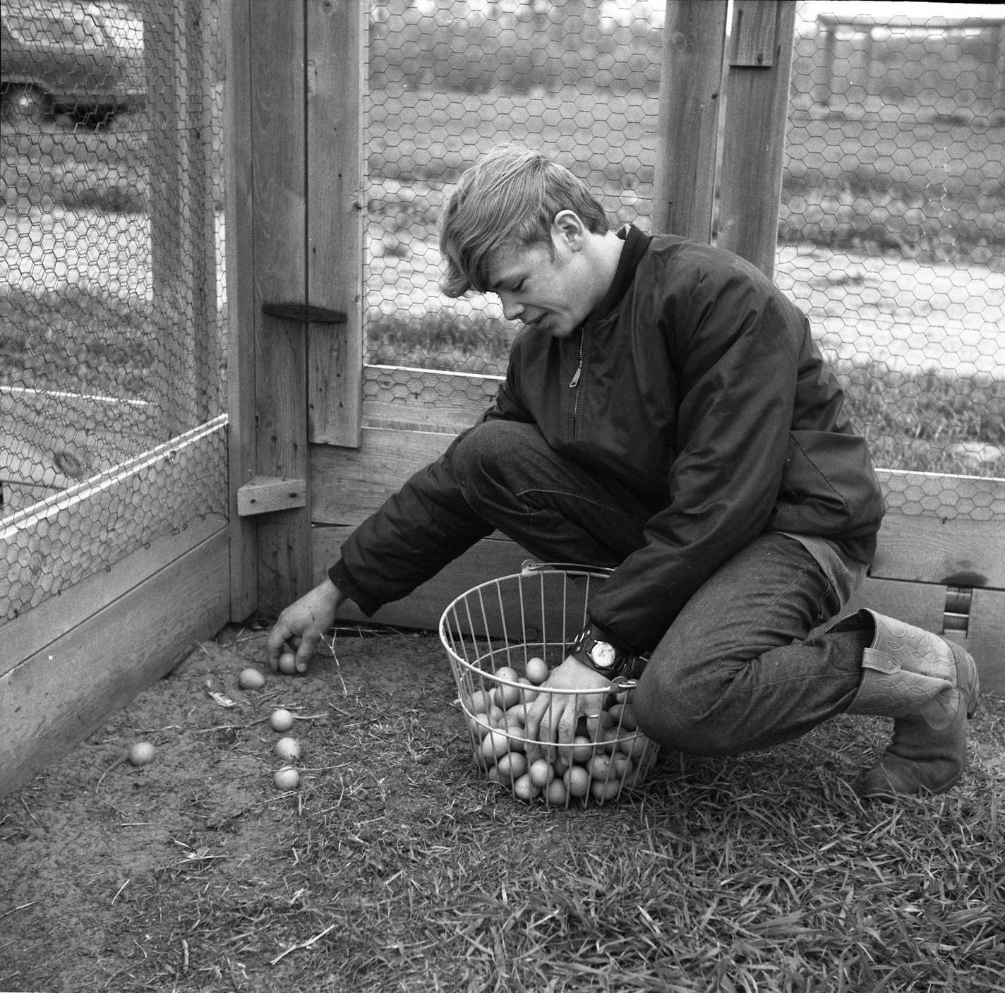 workers gathering pheasant eggs from the pens Carlos Avery May 1970