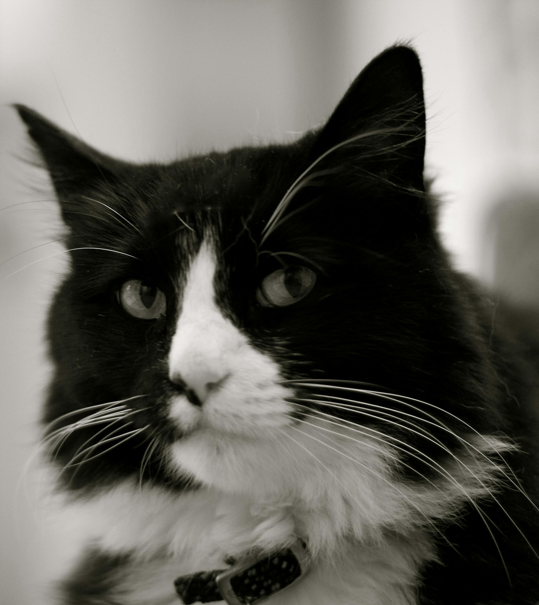 Provided photo; Henri, the winner of the Golden Kitty at the Walker's 2012 Internet Cat Video Film Festival.