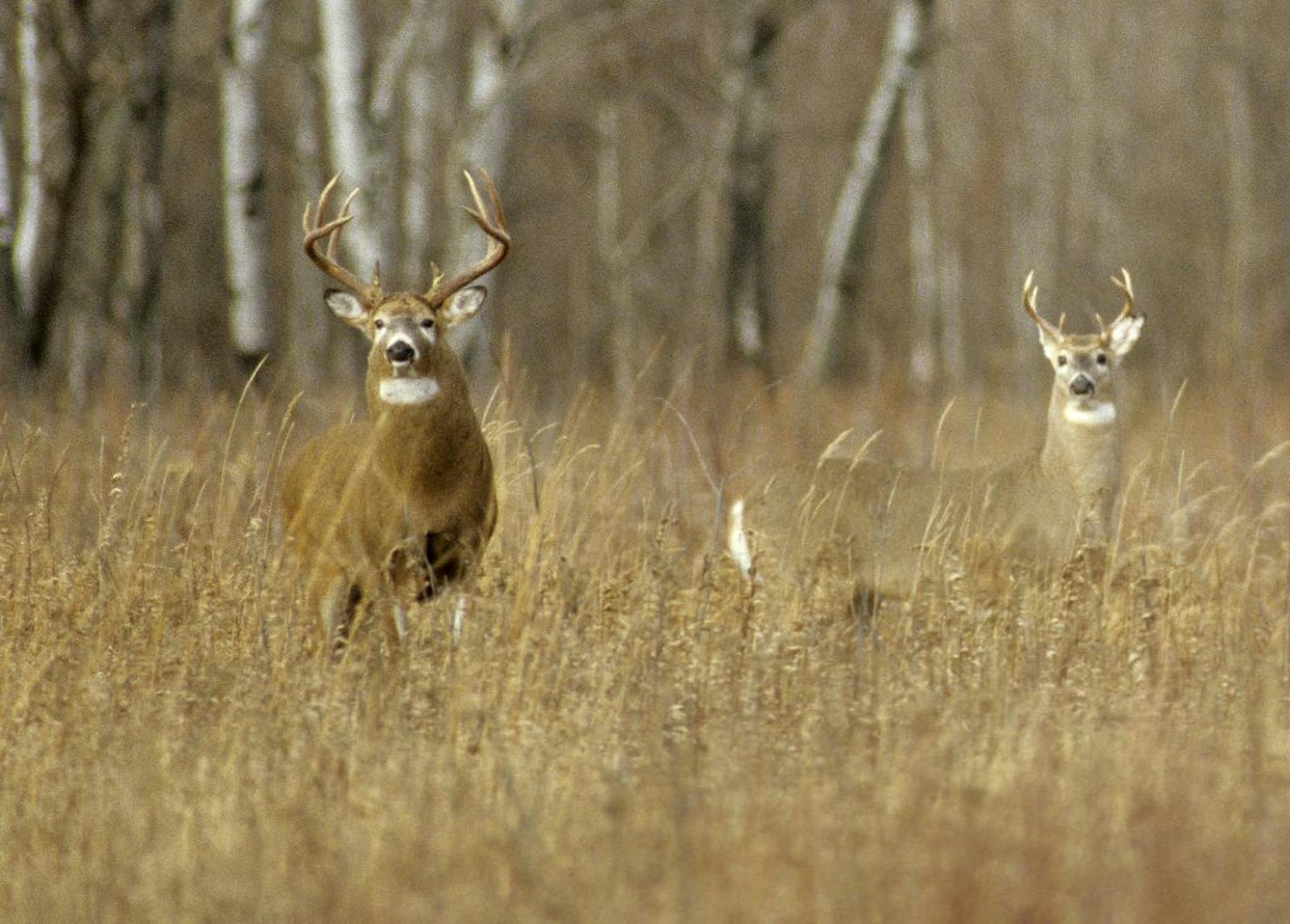 The buck on the left, a real brute, is fully mature, likely four and half years or older. The buck on the left is probably one and half. Which one would you take?