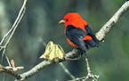 Scarlet tanager
Photo by Jim Williams