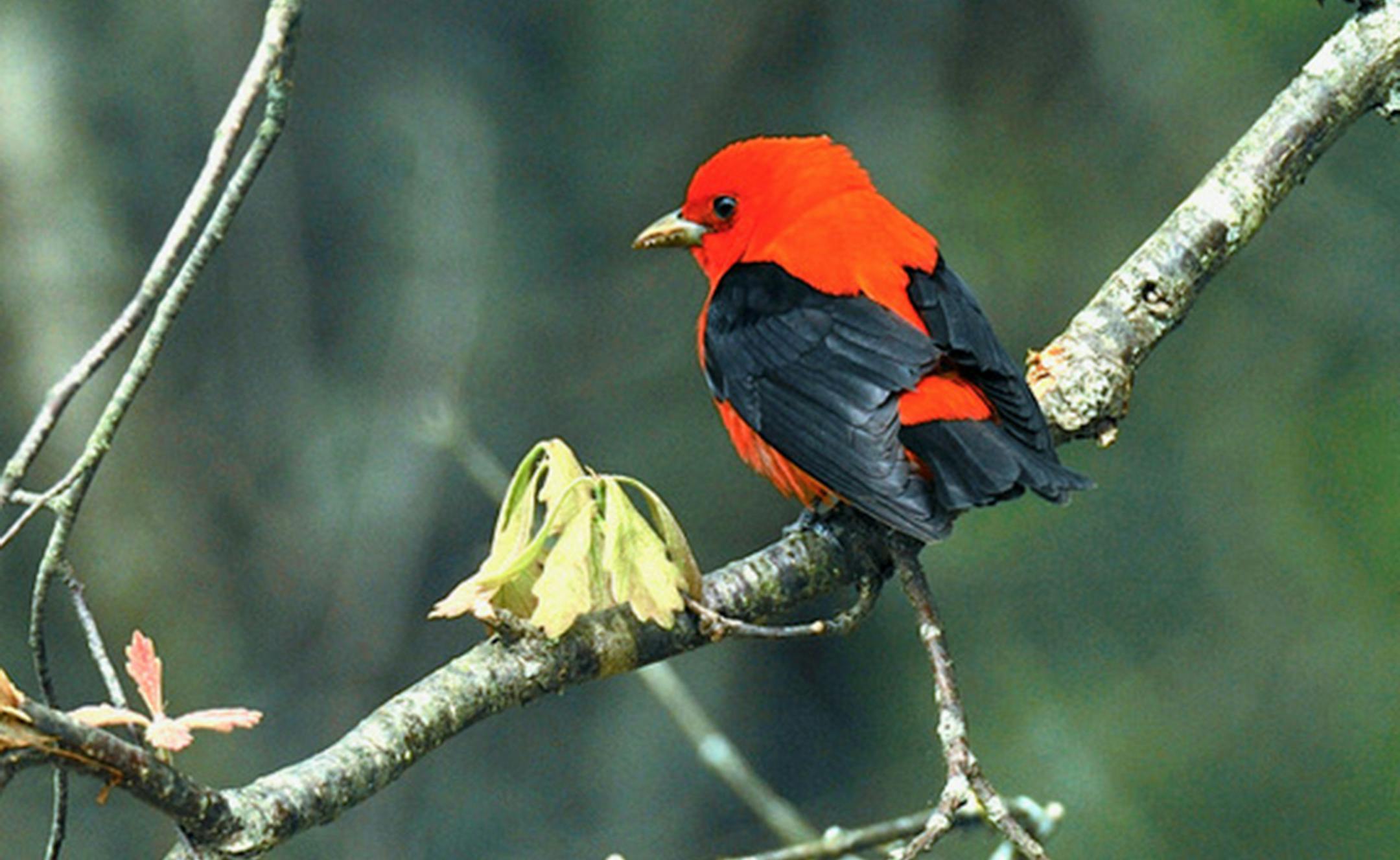 Scarlet tanager
Photo by Jim Williams