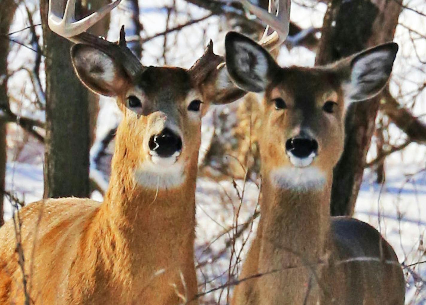 These white-tailed deer in southeast MInnesota appear to be doing well. The animals were photographed Thursday in southeast Minnesota, where five deer have been found with chronic wasting disease (CWD).