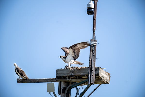 Minnesota Landscape Arboretum's osprey nest cam takes flight with fans