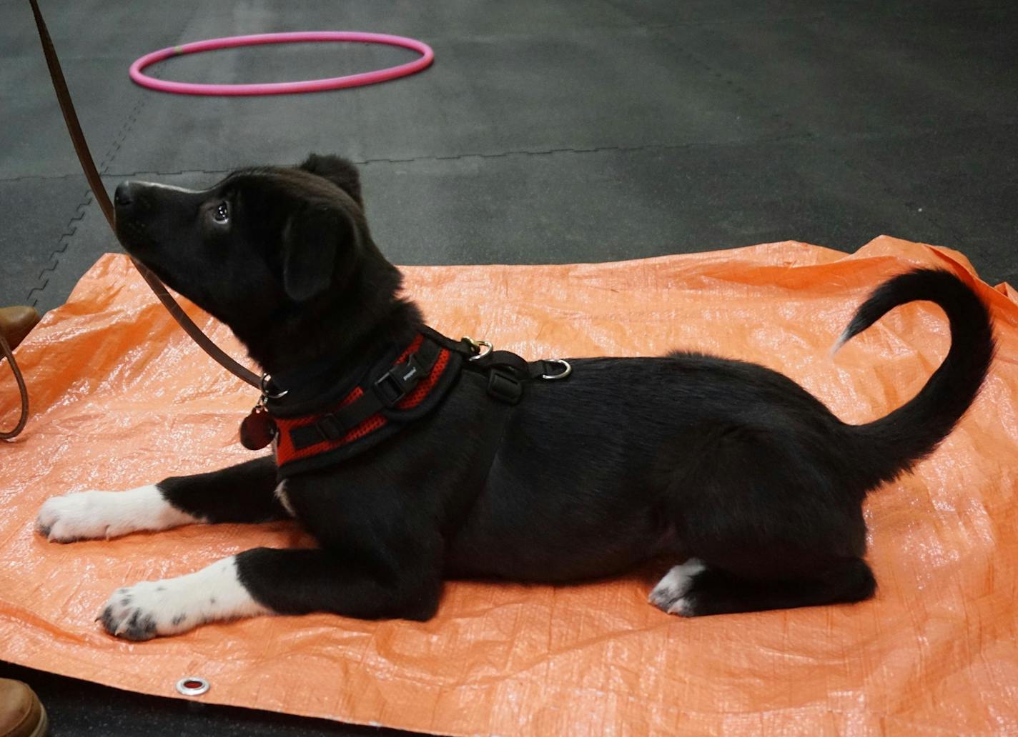 Angus was angelic in puppy class.