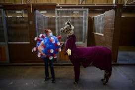 Dressed as the COVID-19 virus, Arabelle Rohs, of Sherburne County, stood with her llama, "Sherlock," dressed as a doctor, before the start of the 4H L