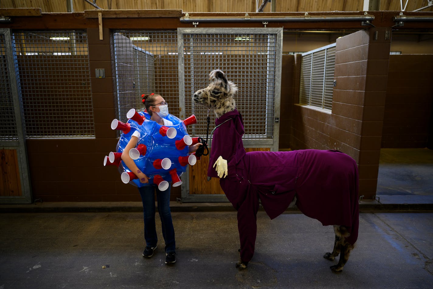 Dressed as the COVID-19 virus, Arabelle Rohs, of Sherburne County, stood with her llama, "Sherlock," dressed as a doctor, before the start of the 4H Llama Costume Contest.