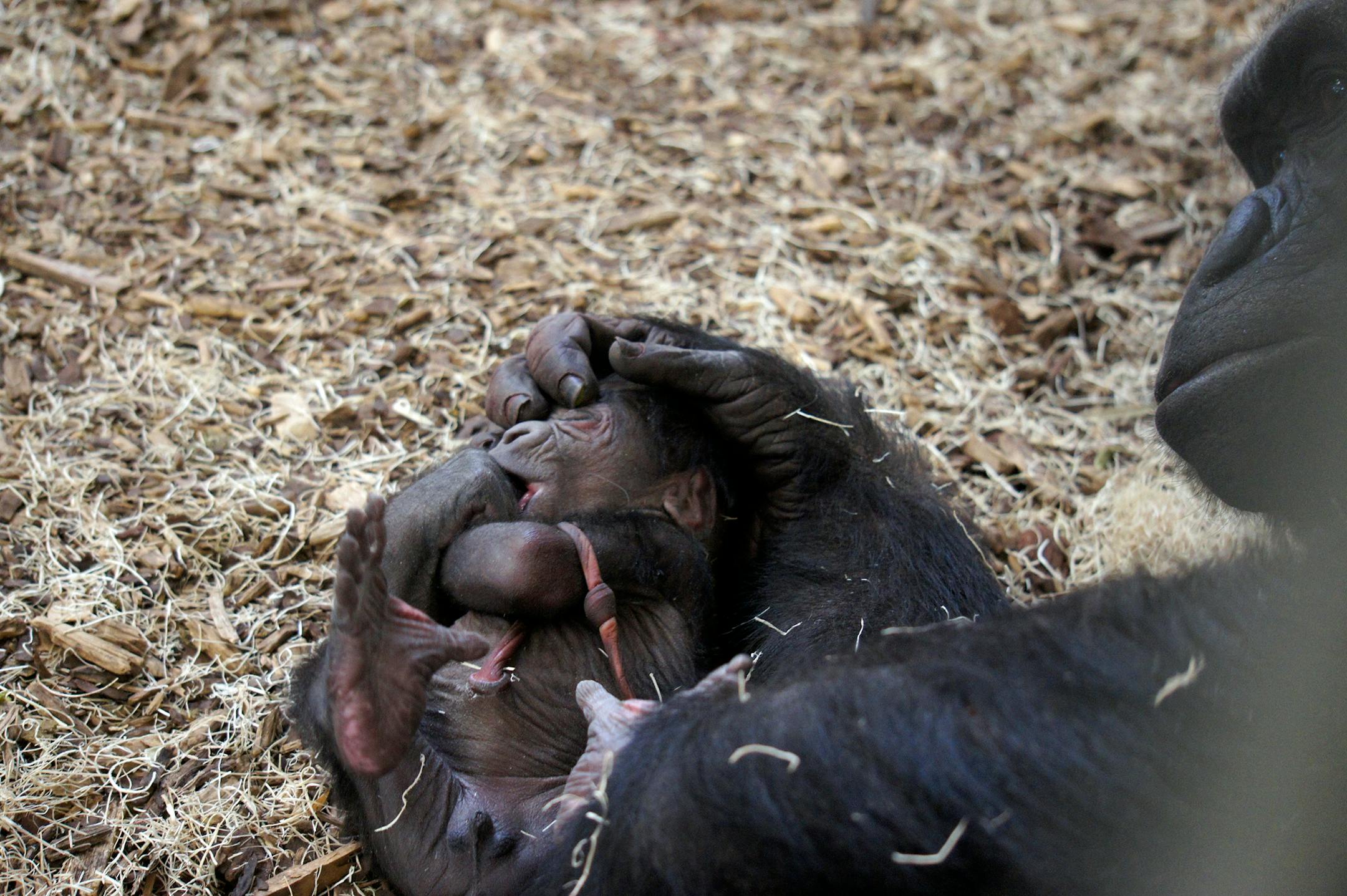Alice and Como Zoo in St. Paul welcomed a new baby boy lowland gorilla. Credit: Como Park Zoo & Conservatory