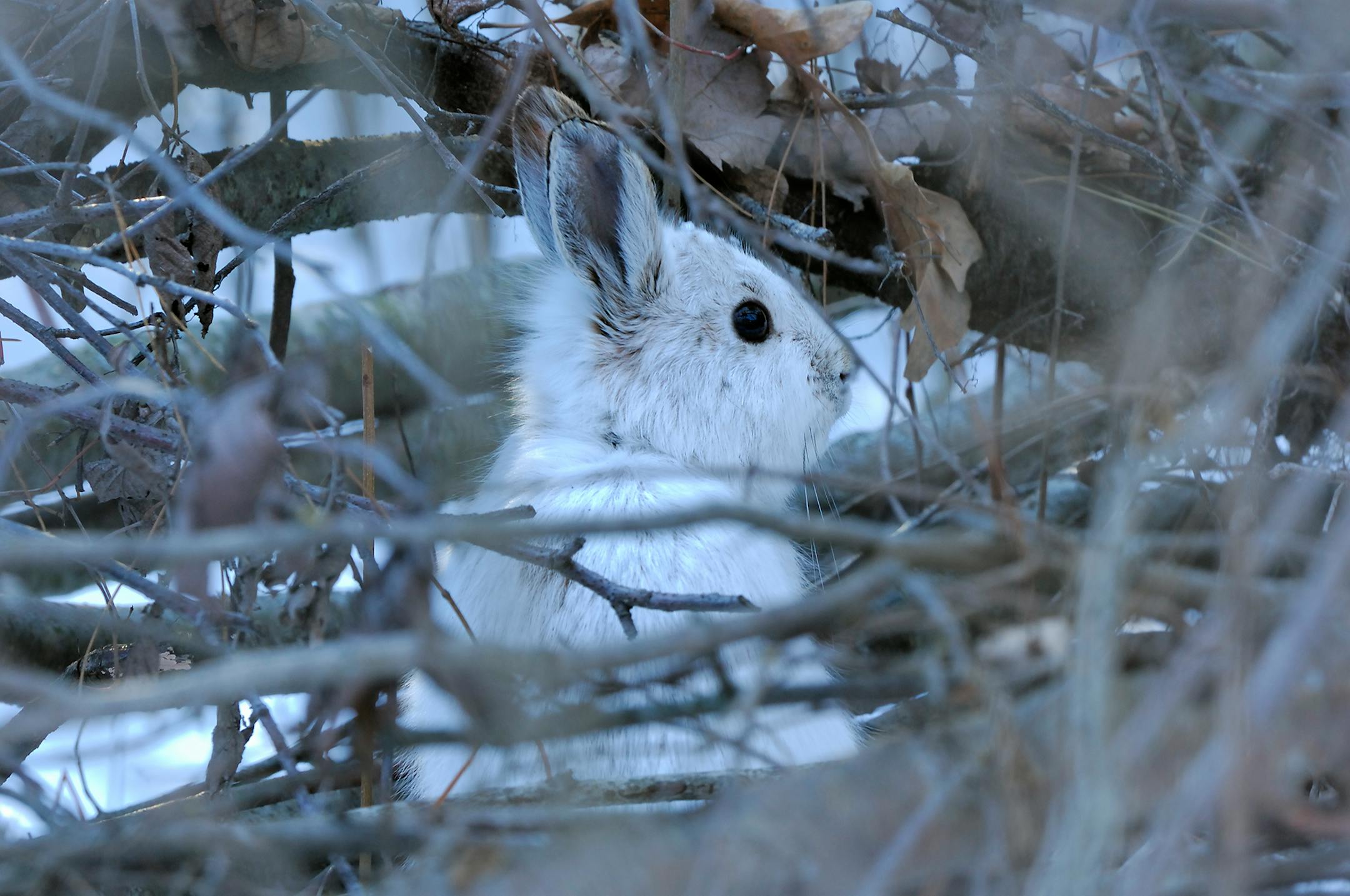 Snowshoe hares are common across central and northern Minnesota. Unlike rabbits, hares turn white during winter to match their snowy surroundings.