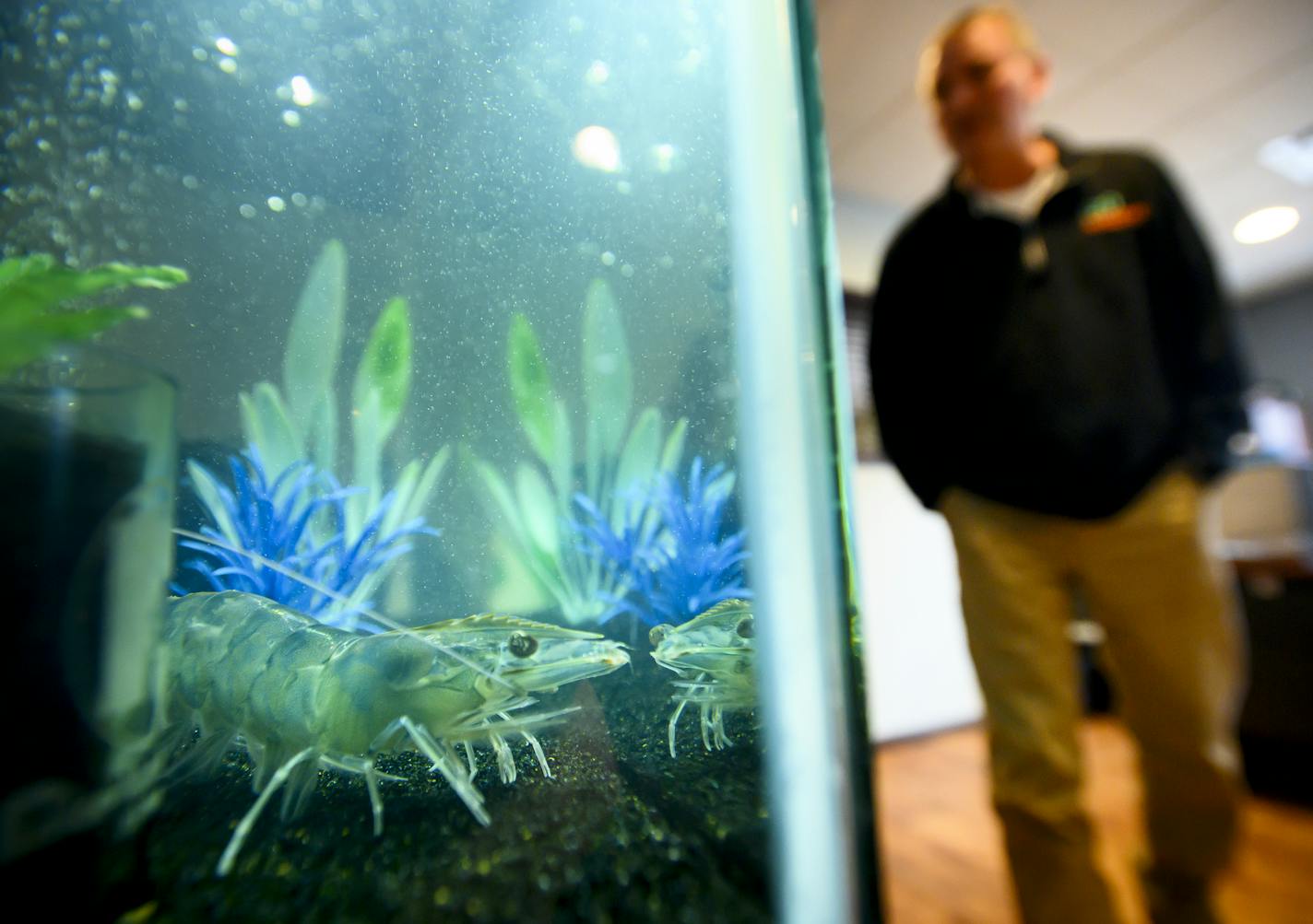 Robert Gervais, director of operations for tru Shrimp, looked at one of the Pacific white-legged shrimp held in an aquarium in their office in Balaton. ] Aaron Lavinsky &#x2022; aaron.lavinsky@startribune.com Photos to accompany Josephine's story on water use in Southwest Minnesota photographed Monday, Nov. 26, 2018 in Balaton, Minn.