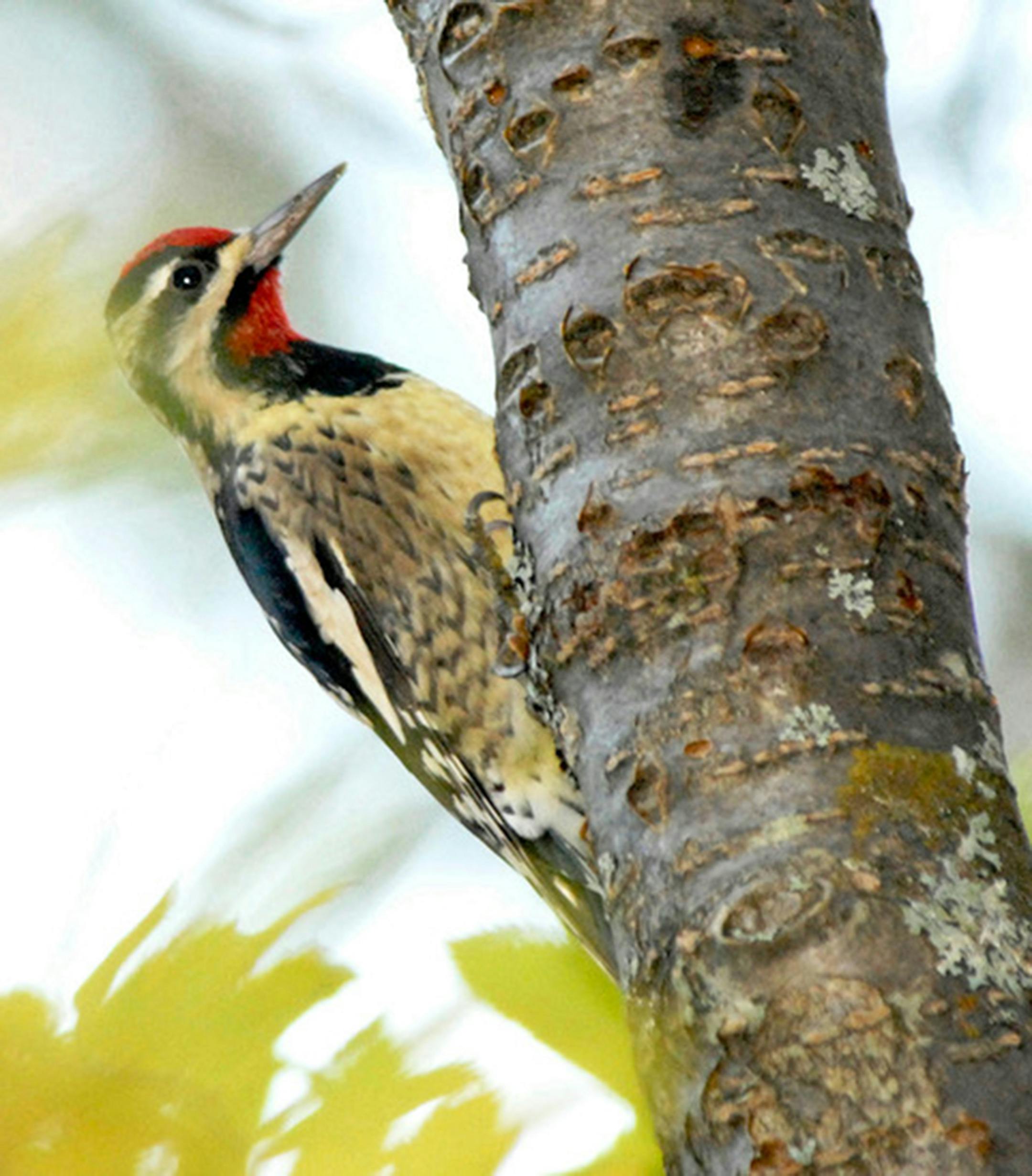 Yellow-bellied sapsucker surveys its sap wells. Jim Williams photo