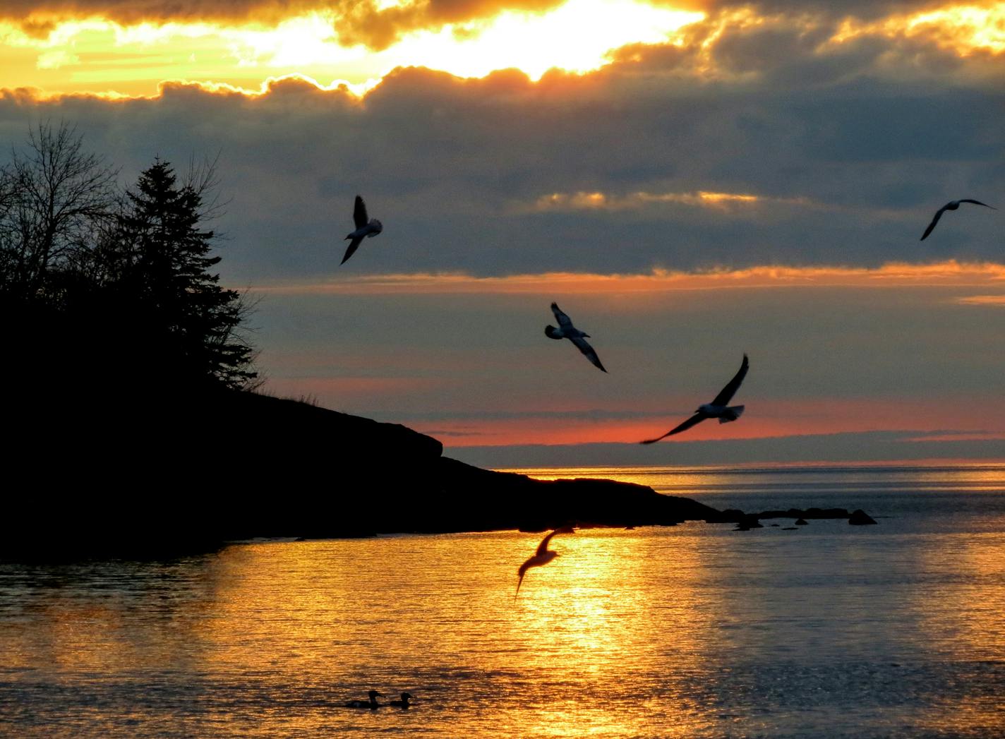 Photo courtesy of Rich Hoeg Day #114: Herring Gulls at dawn over Lake Superior at the mouth of the Lester River (Duluth) Photographers talk about the &#xec;golden hour&#xee;. This &#xec;hour&#xee; defines a period of perfect light lasting about 90 minutes just before and after sunrise. On this morning I captured the image of these herring gulls in the early morning light.