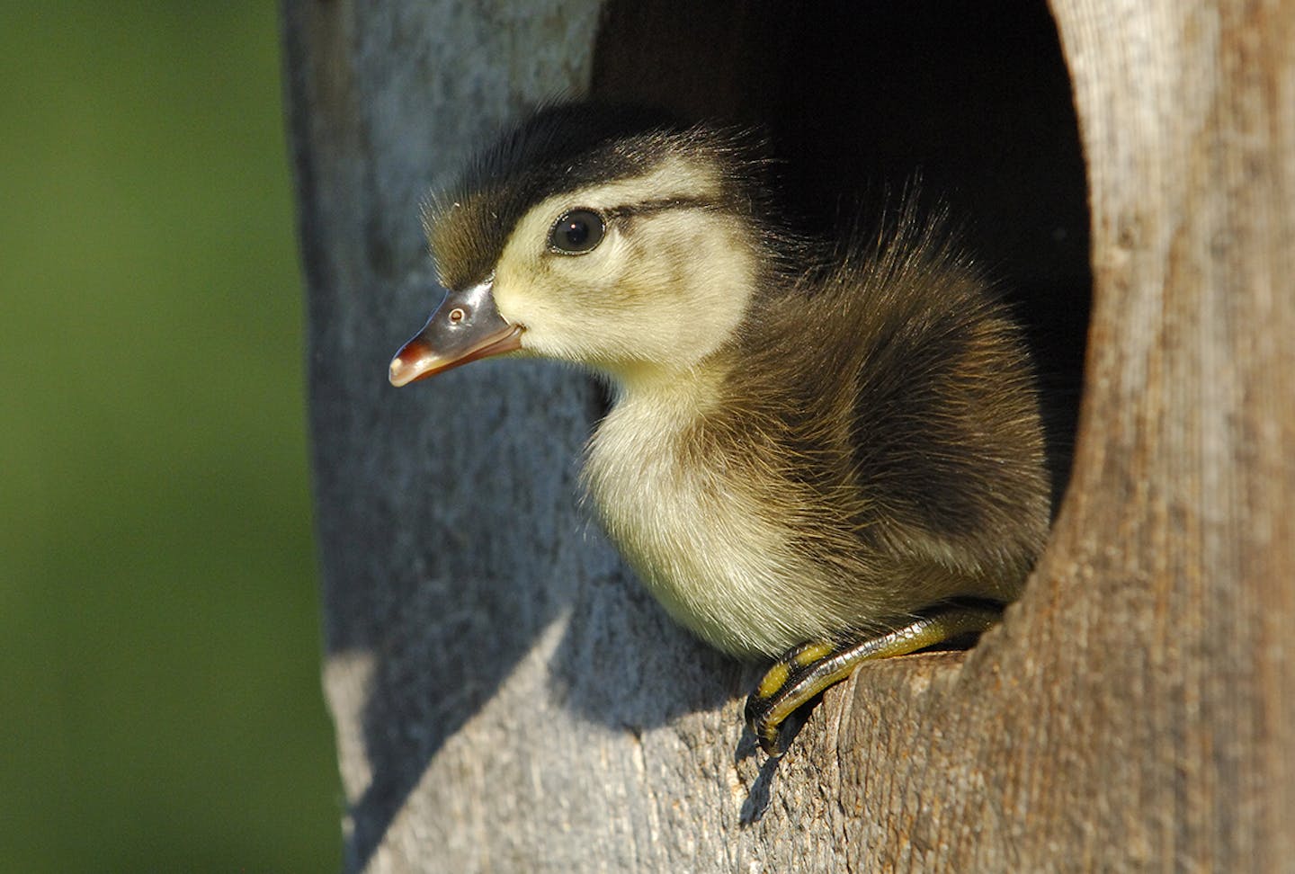 A one day-old wood duck duckling its about to leap from a nesting box. Timing and a bit of luck was needed to get this image.