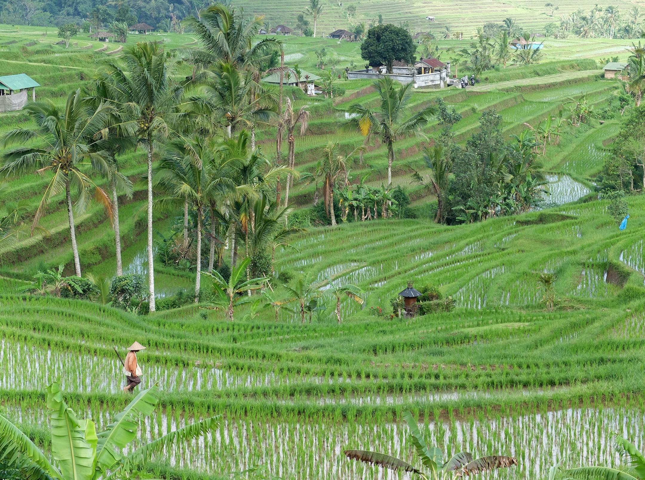 Can I have your name as you would like it to appear in print, and the town in which you live? MARLA SOLENDER - St Louis Park, MN Where were you when you took this photo? What does it show? Island of Bali (Indonesia), Jatiluwih Rice terraces. What equipment did you useóa phone or a particular camera? Fujifilm X30 camera How did you get this shot? Did you employ any particular technique: did you get low or high to change the angle, or wait just for the right moment? I was standing along the f