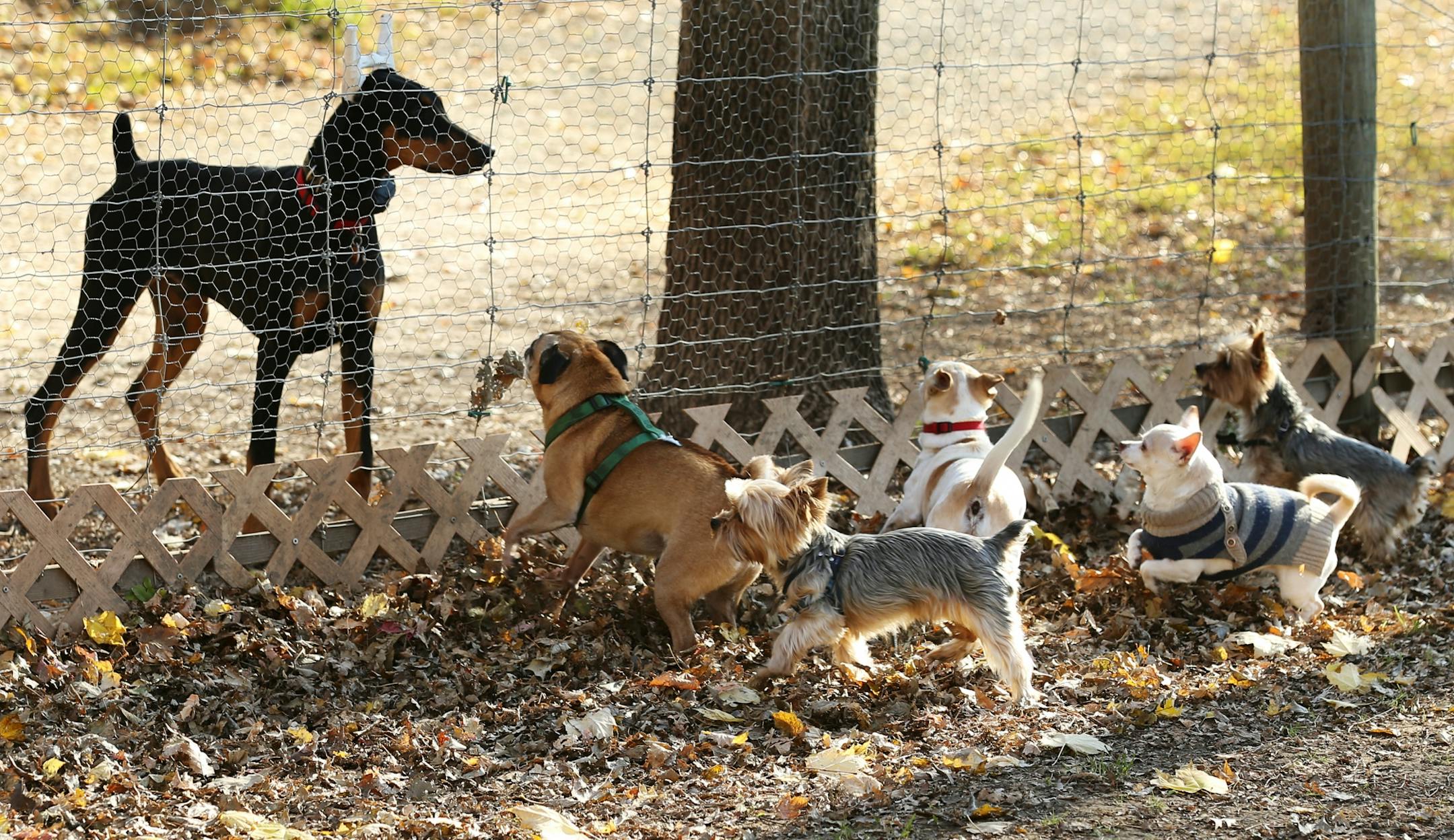 Dogs under 30 pounds came to the park fence to check out a passing Doberman Pinscher at Alimagnet dog park Friday, Nov. 2, 2018, in Burnsville, MN.
