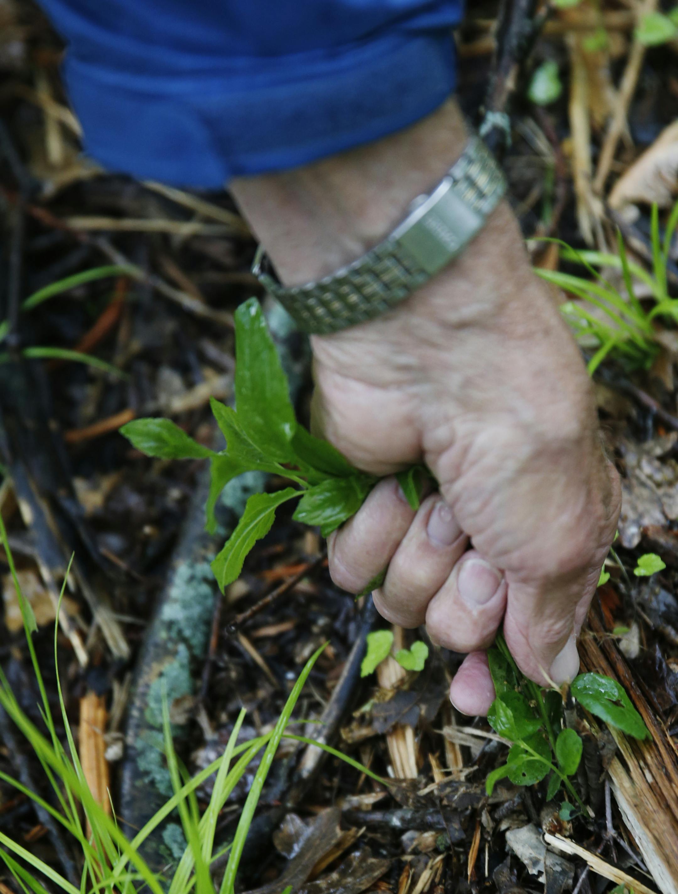Tom Bell, a retired Park High School biology teacher, regularly hikes through Cottage Grove Ravine Regional Park. While Washington County is now removing much of that bad stuff, some young buckthorn stubbornly survives.] Richard Tsong-Taatarii/rtsong-taatarii@startribune.com