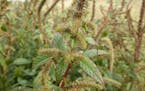 Palmer amaranth, a prolific and aggressive weed discovered in Minnesota in September, has devastated fields and raised the cost of farming in other st