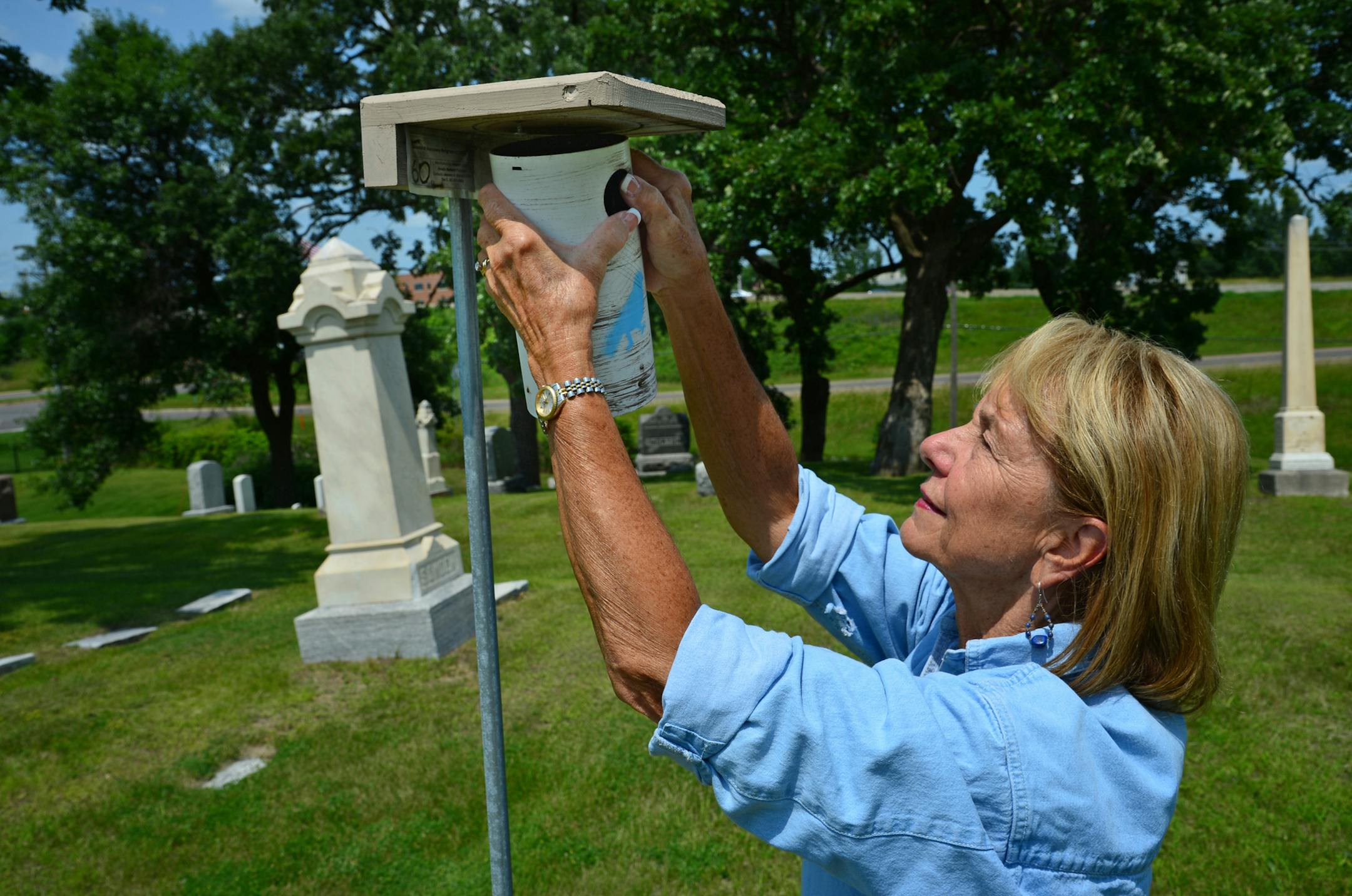 Anoka County bluebird coordinator Jeanne Wilkinson, maintains 39 bluebird houses in Anoka parks, golf courses and even in the cemeteries. She checked on a nesting box with eggs in Oakwood Cemetery ,these eggs were a few days old. ] A bluebird sighting was becoming a rarity 35 years ago when 11 alarmed people created the Bluebird Recovery of Minnesota. They built and hung birdhouses and the first year they reported 22 hatchlings. Last year the group recorded more than 20,000 hatchlings. Today, bl
