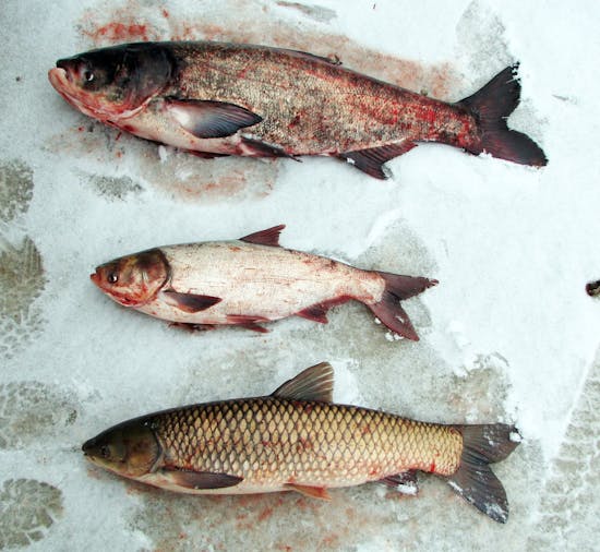 Record 51 Asian carp caught in Minnesota, a sign the fish may have  established permanent populations